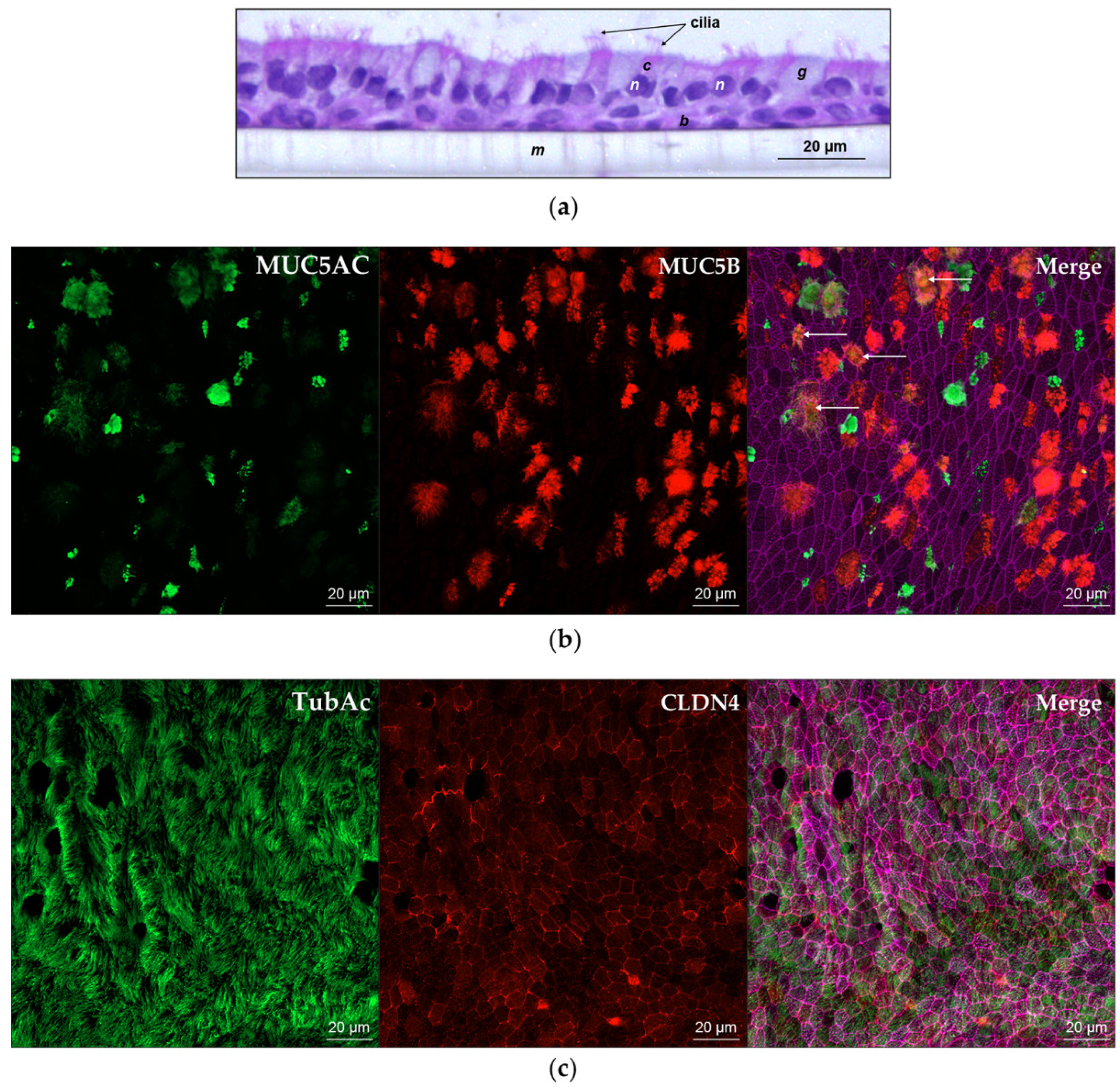 Viruses 12 00679 g001 Viruses 12 00679 g001