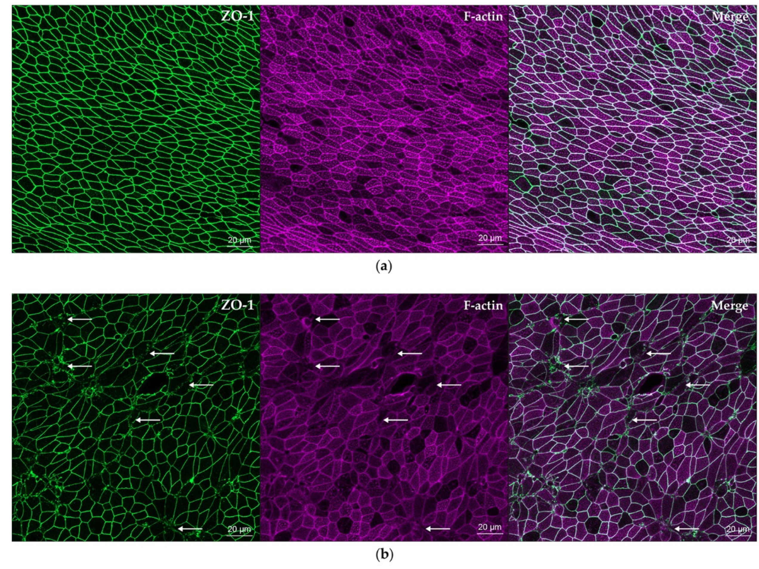 Viruses 12 00679 g004 Viruses 12 00679 g004