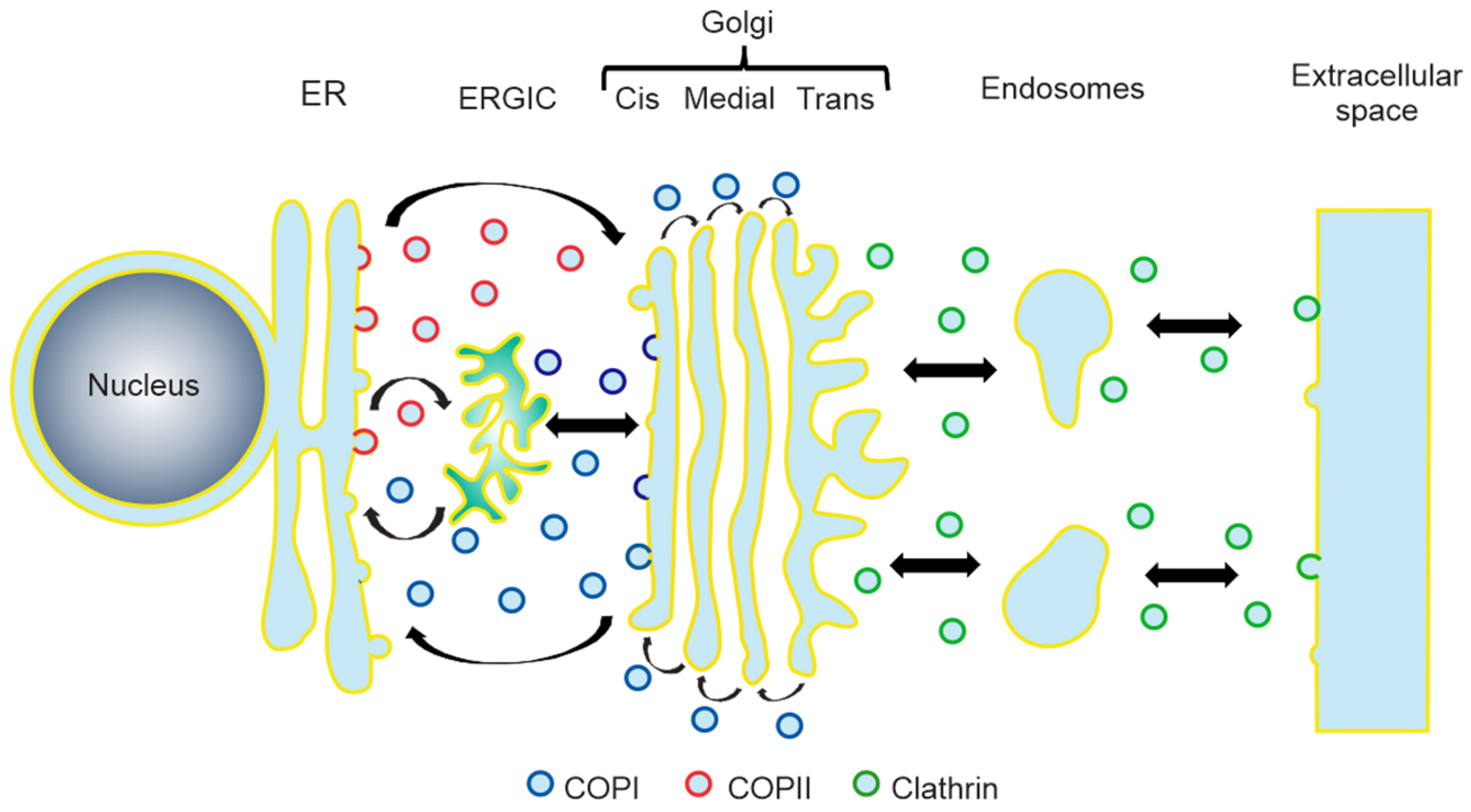 Viruses 12 00682 g001