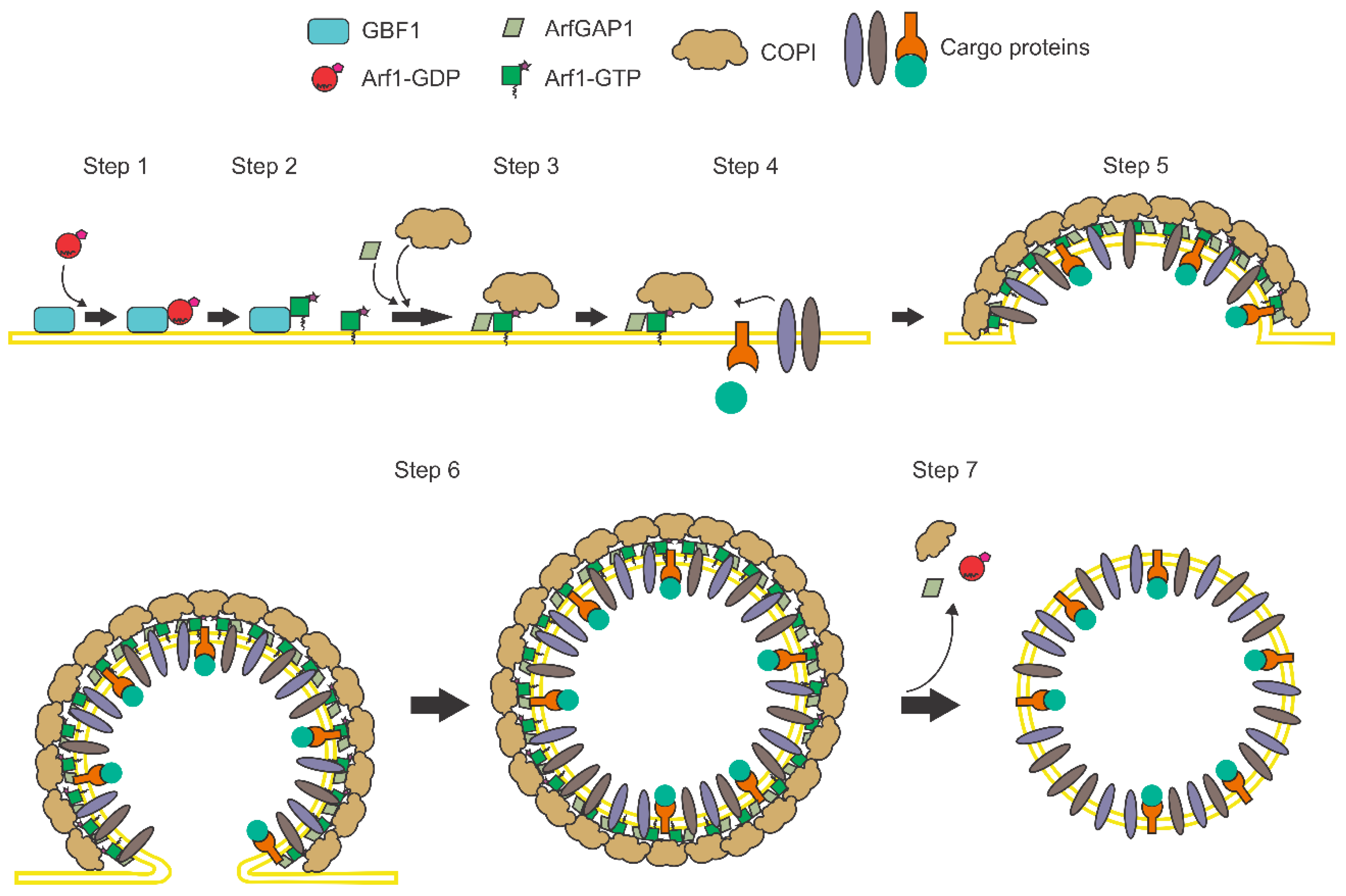 Viruses 12 00682 g002