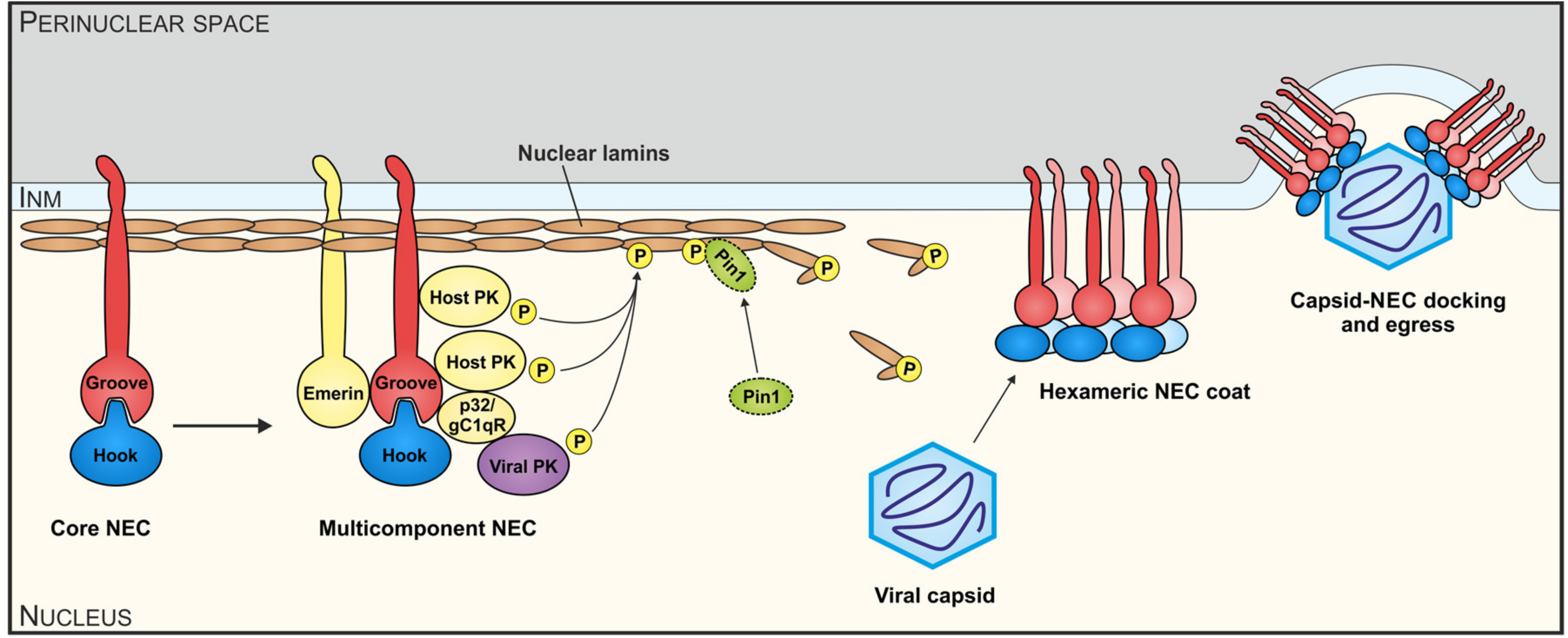 Nuclear текст. Nucleus in viruses. Nuclear text. Coevolution hypothesis virus. Ul Viral