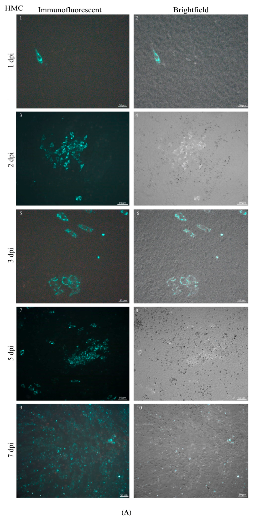 Viruses 12 00685 g003a