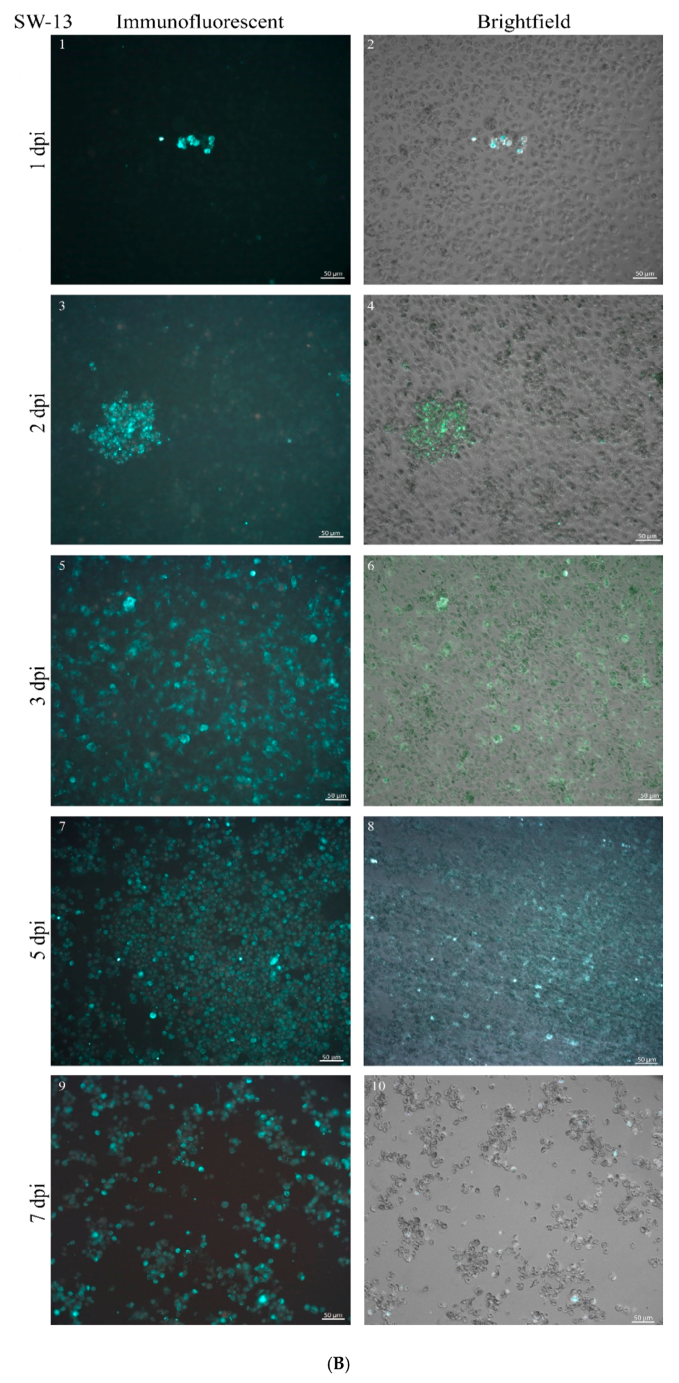 Viruses 12 00685 g003b