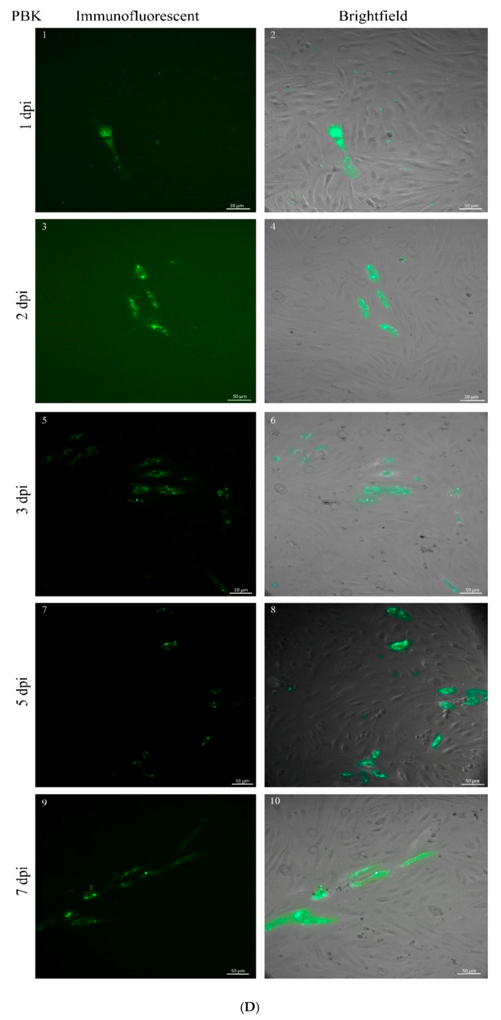 Viruses 12 00685 g003d