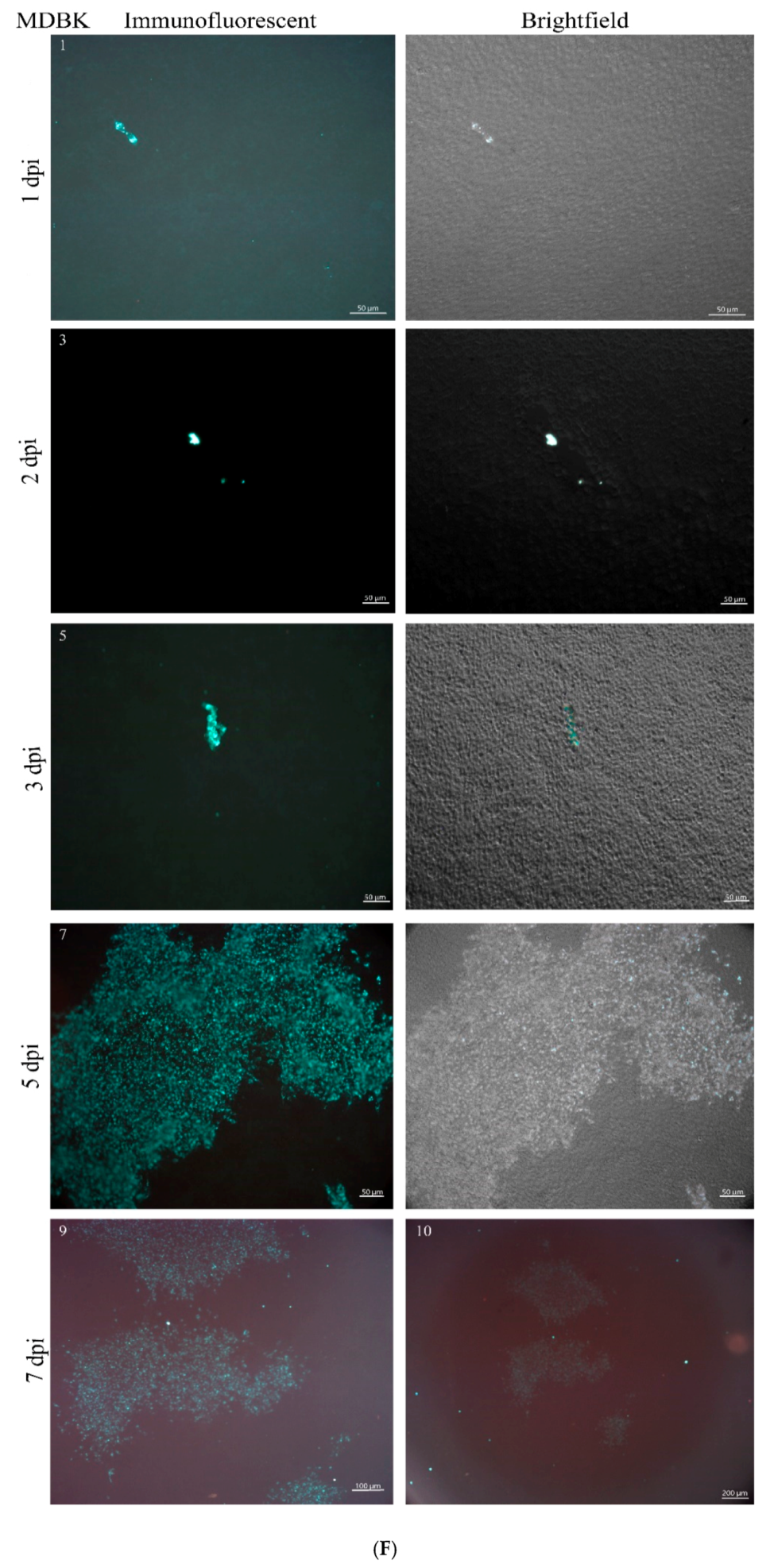 Viruses 12 00685 g003f