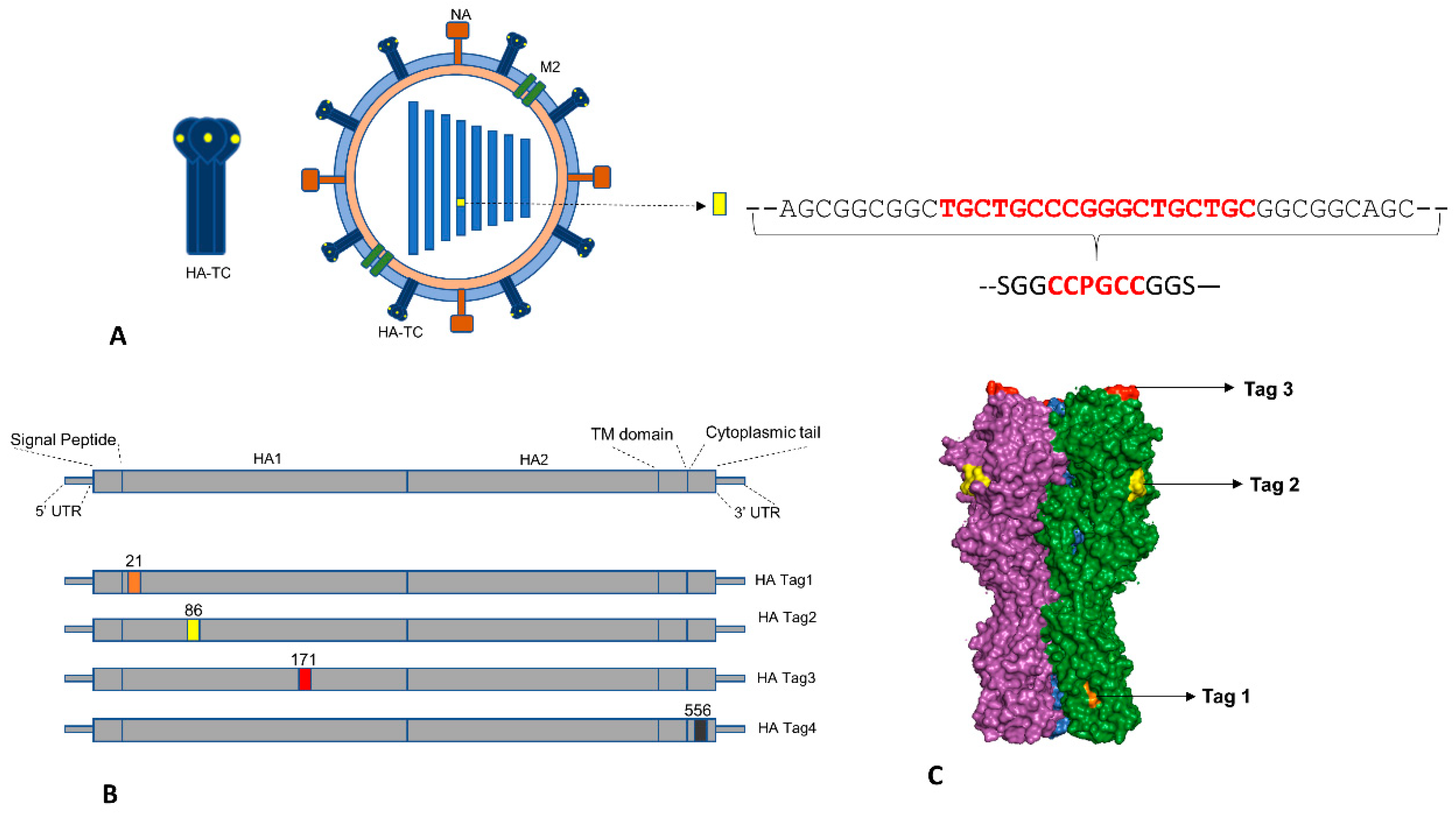 Viruses 12 00687 g001 Viruses 12 00687 g001