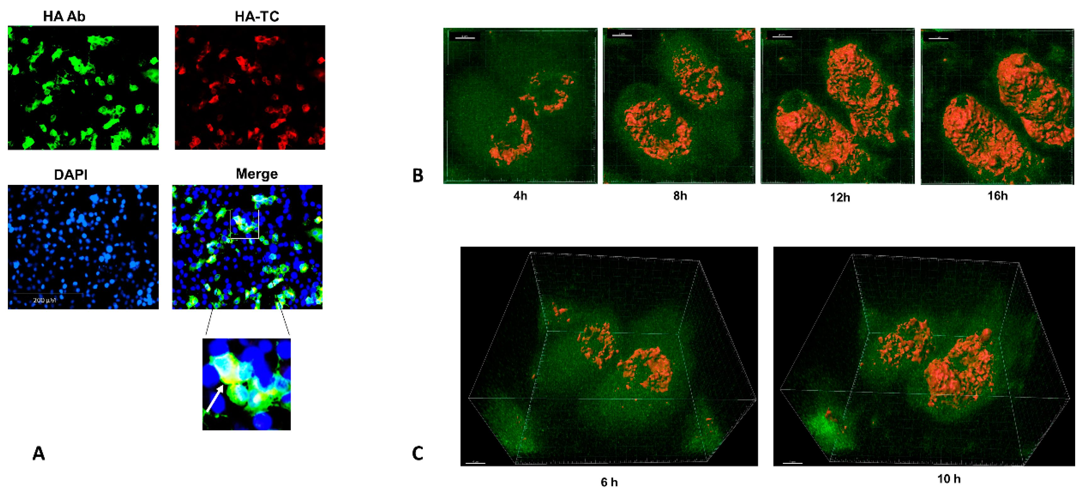 Viruses 12 00687 g003 Viruses 12 00687 g003