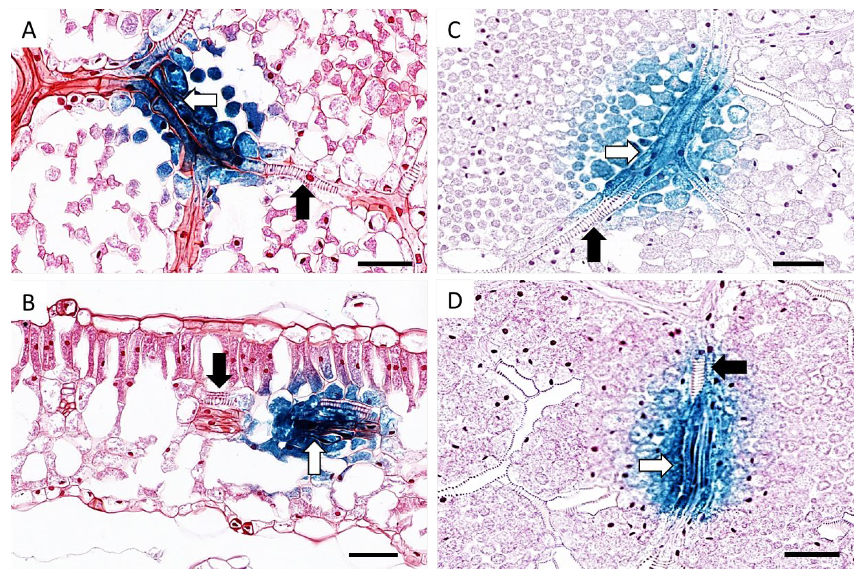 Viruses 12 00688 g004