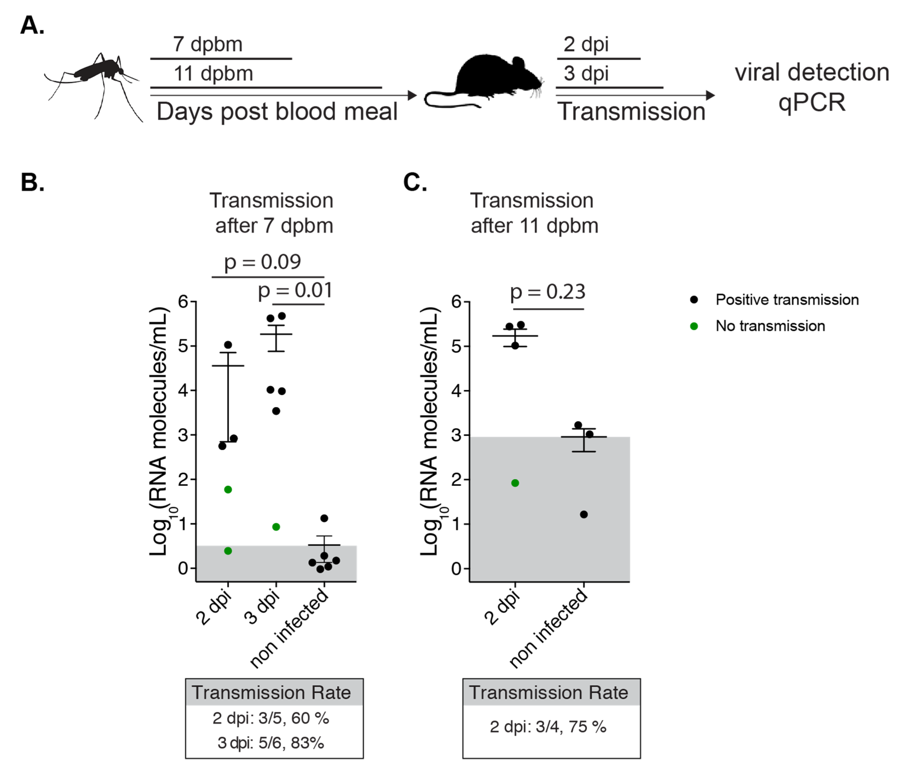 Viruses 12 00698 g005