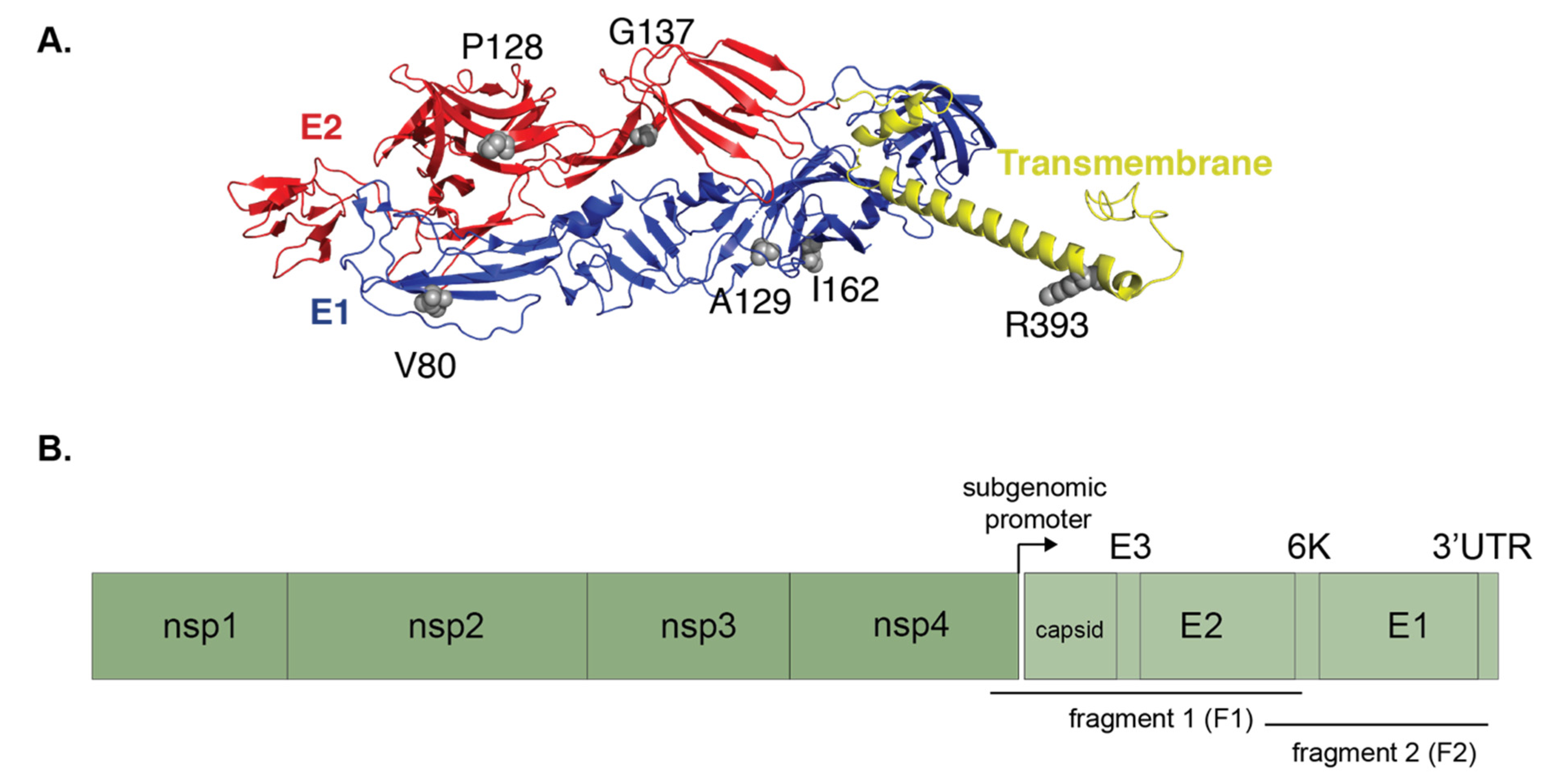 Viruses 12 00698 g007