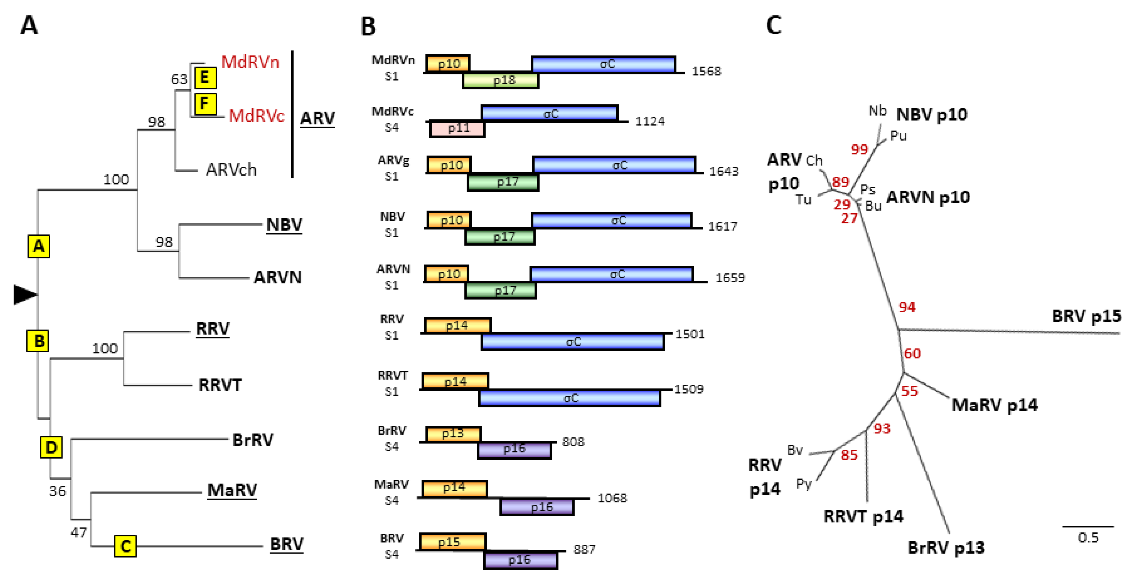 Viruses 12 00702 g003