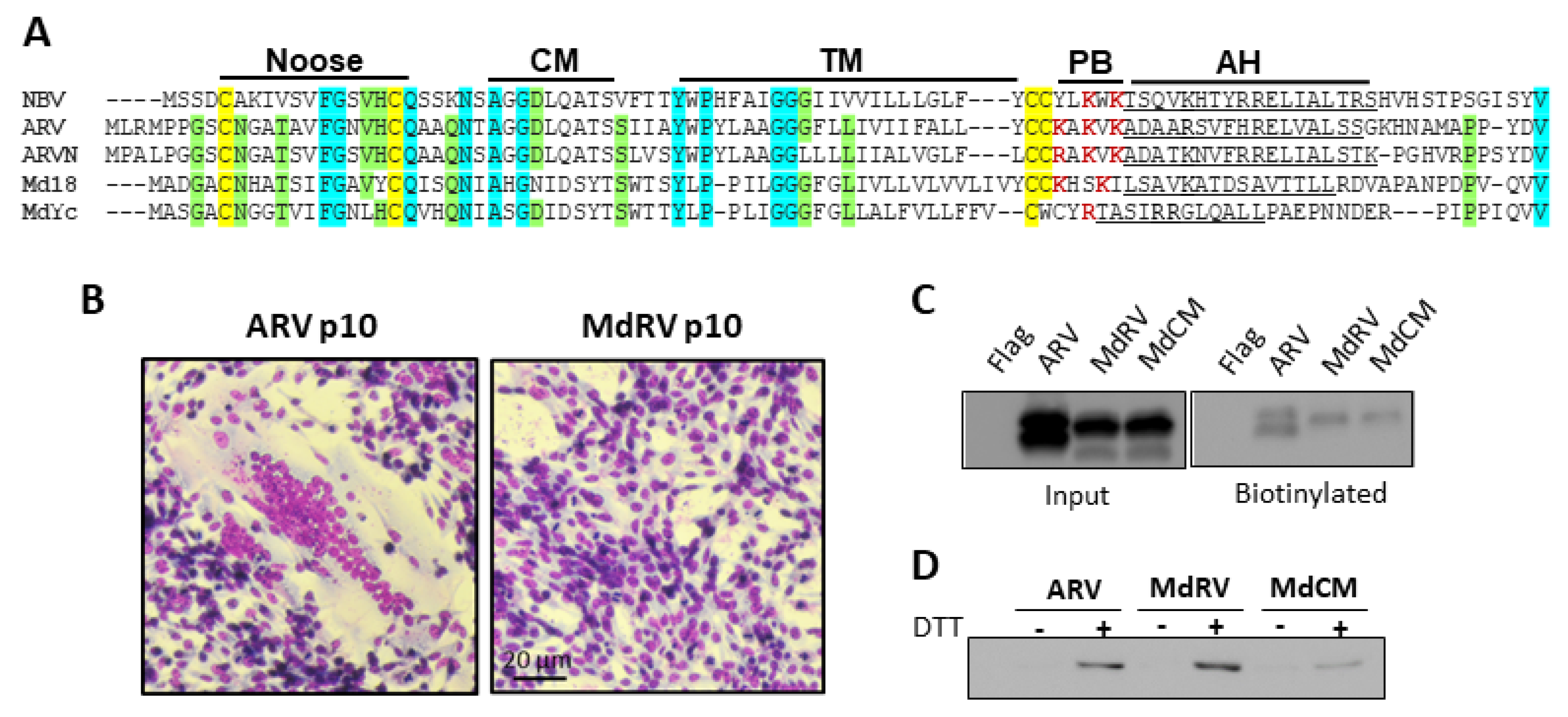 Viruses 12 00702 g005