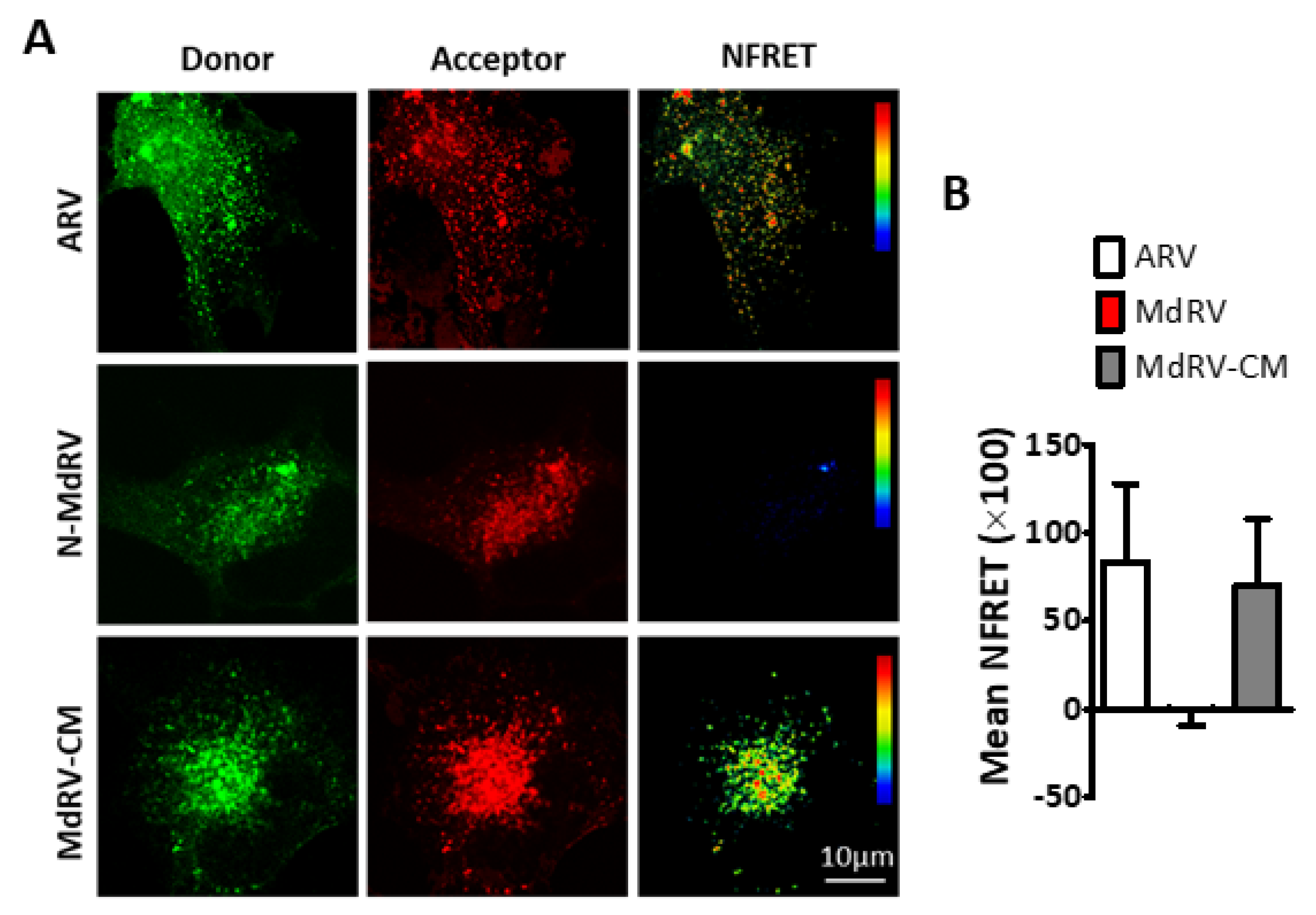 Viruses 12 00702 g007