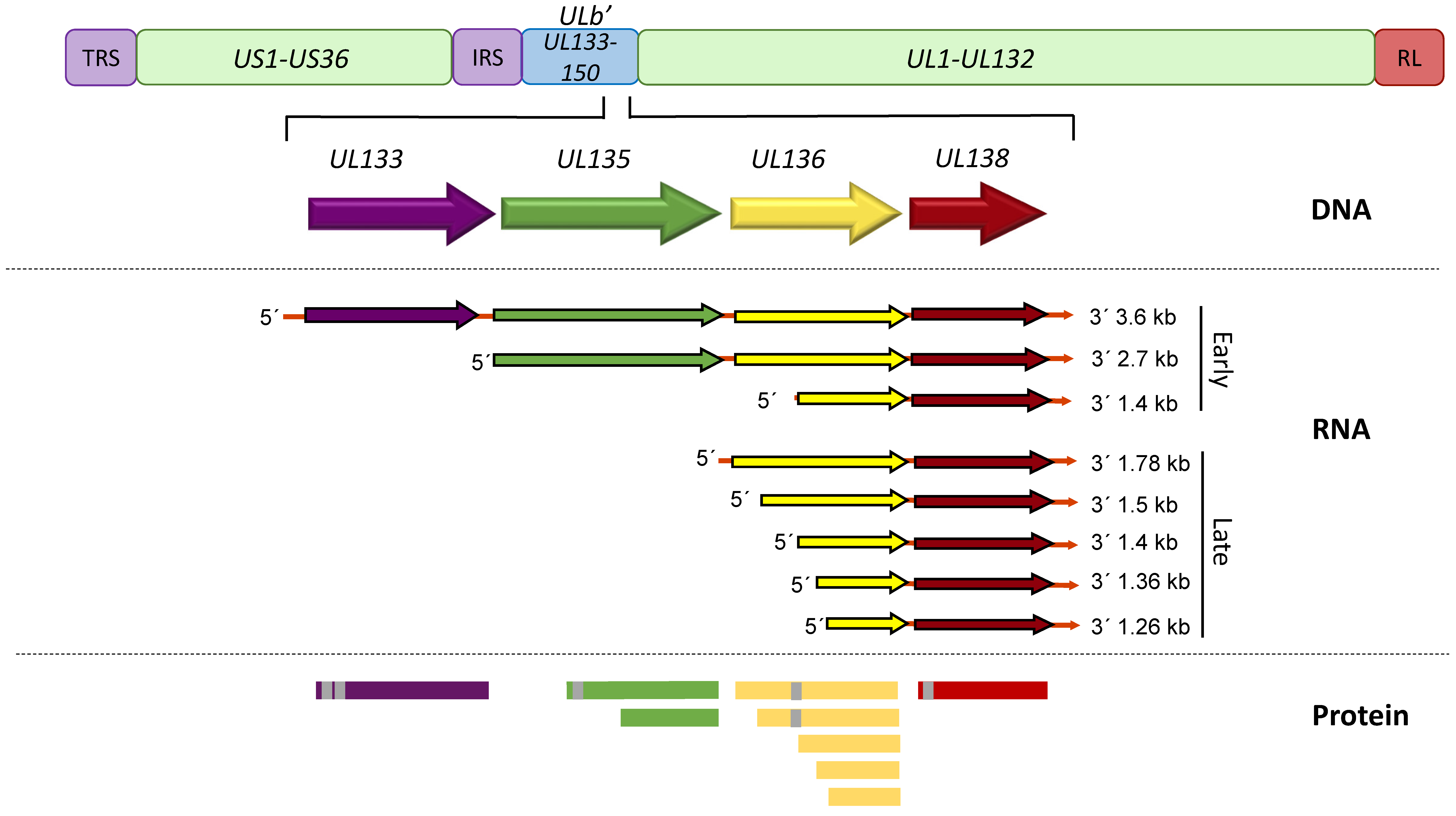 Viruses 12 00714 g001 Viruses 12 00714 g001