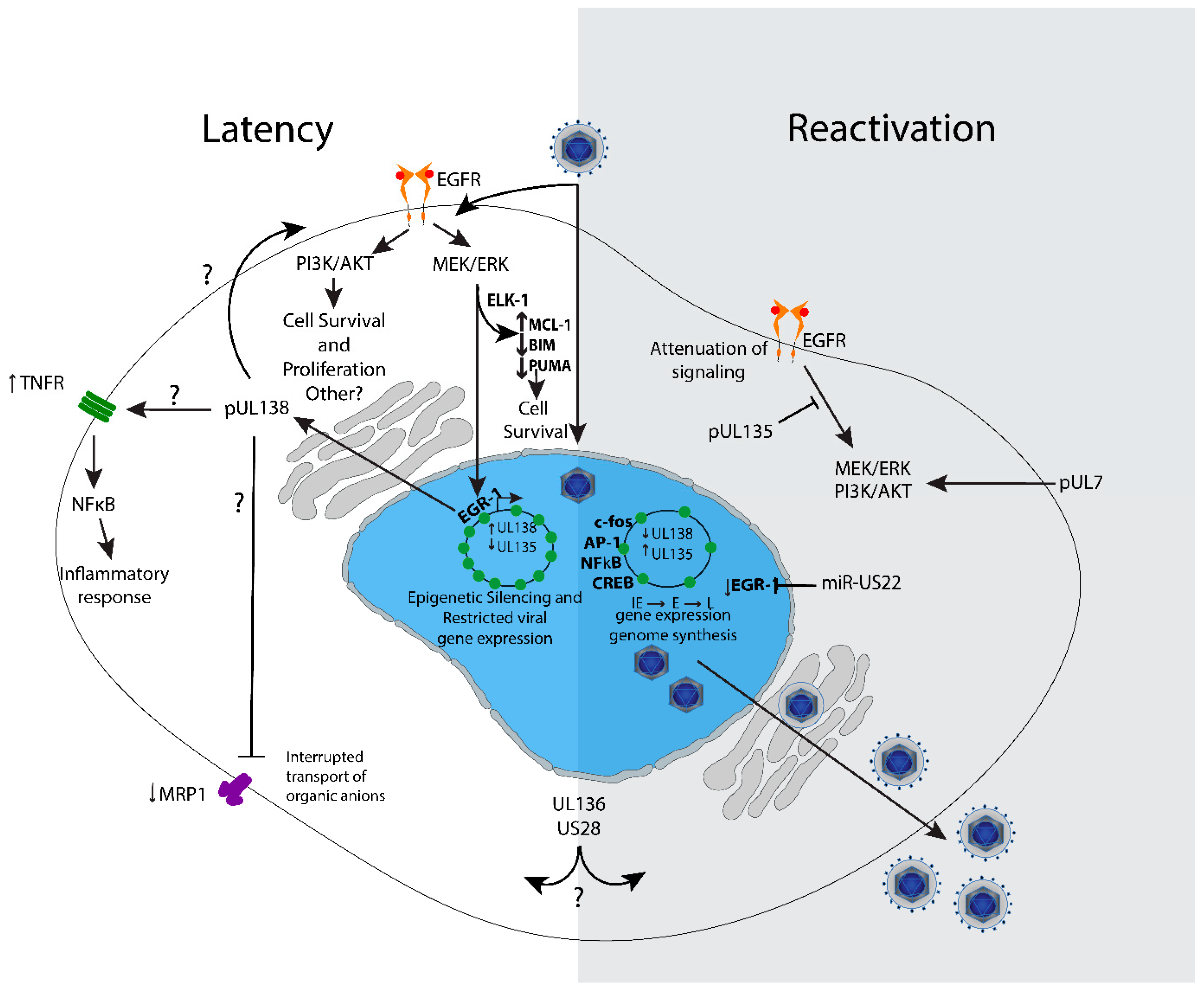 Viruses 12 00714 g003 Viruses 12 00714 g003