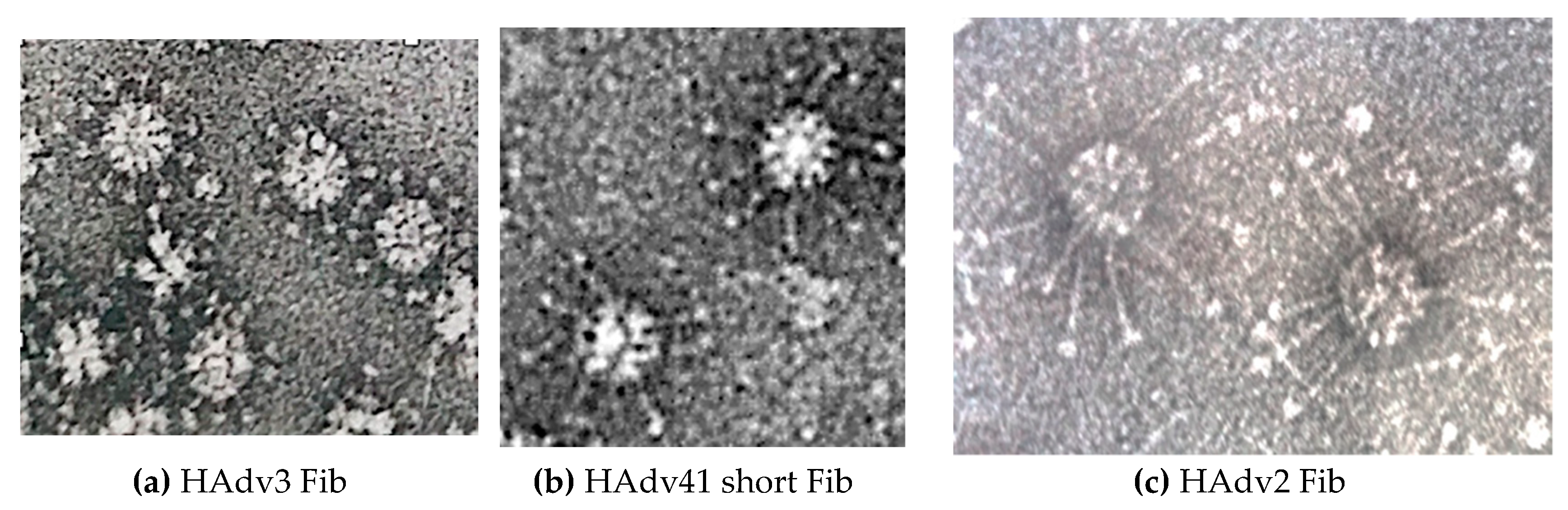 Viruses 12 00718 g003