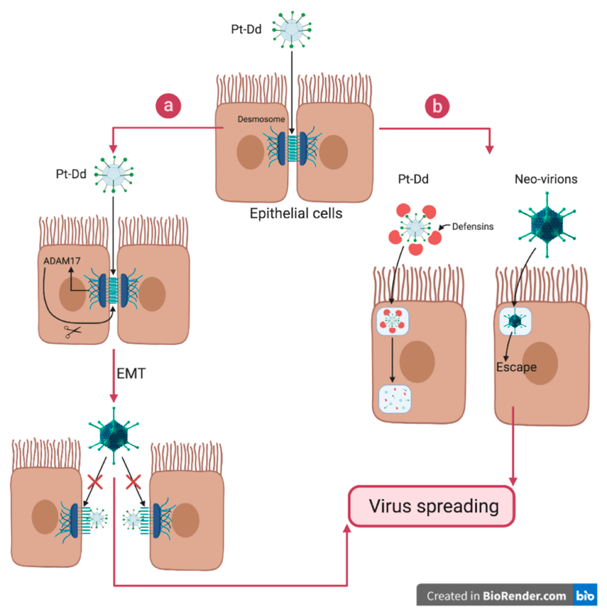 Viruses 12 00718 g005