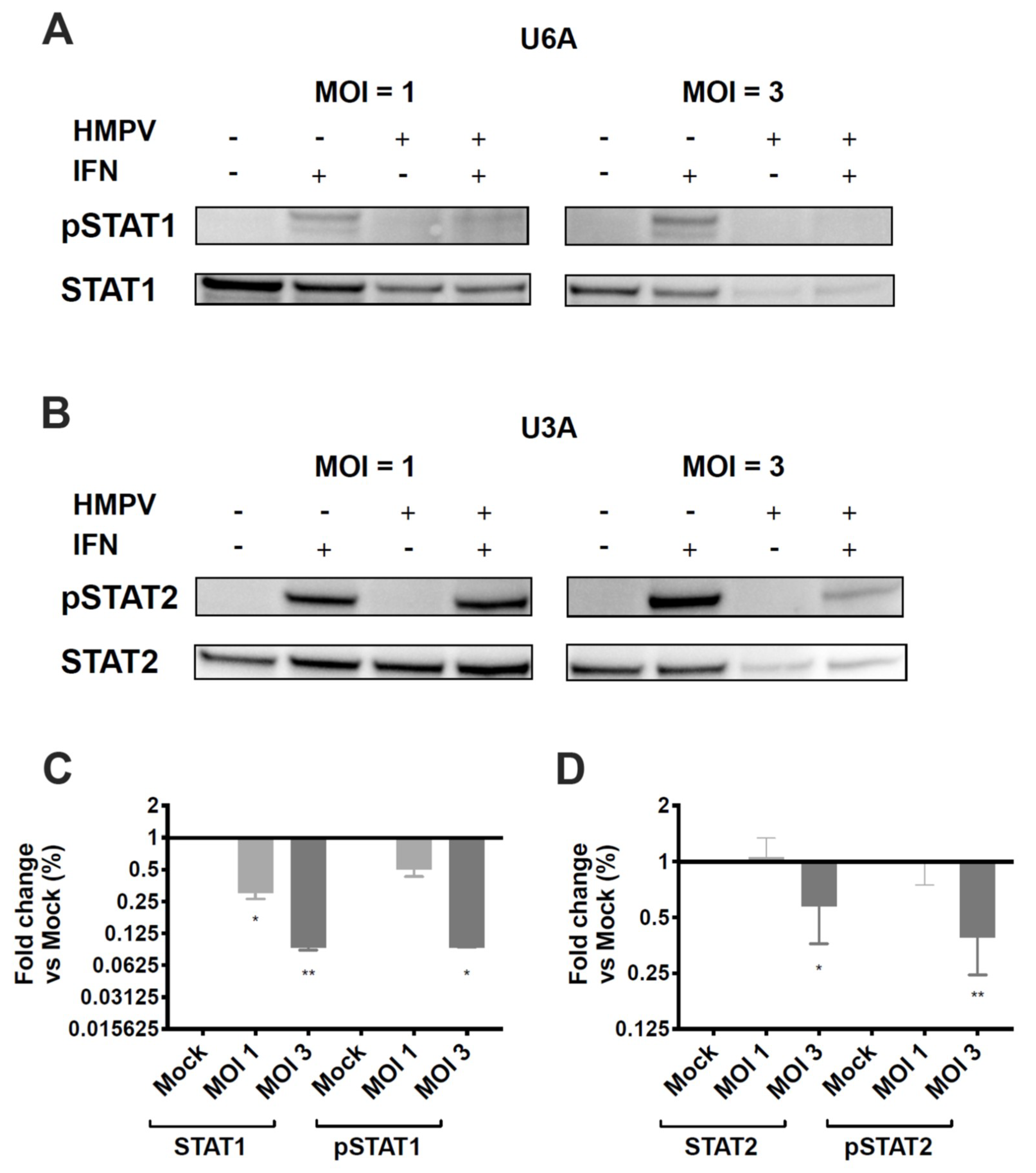 Viruses 12 00724 g005