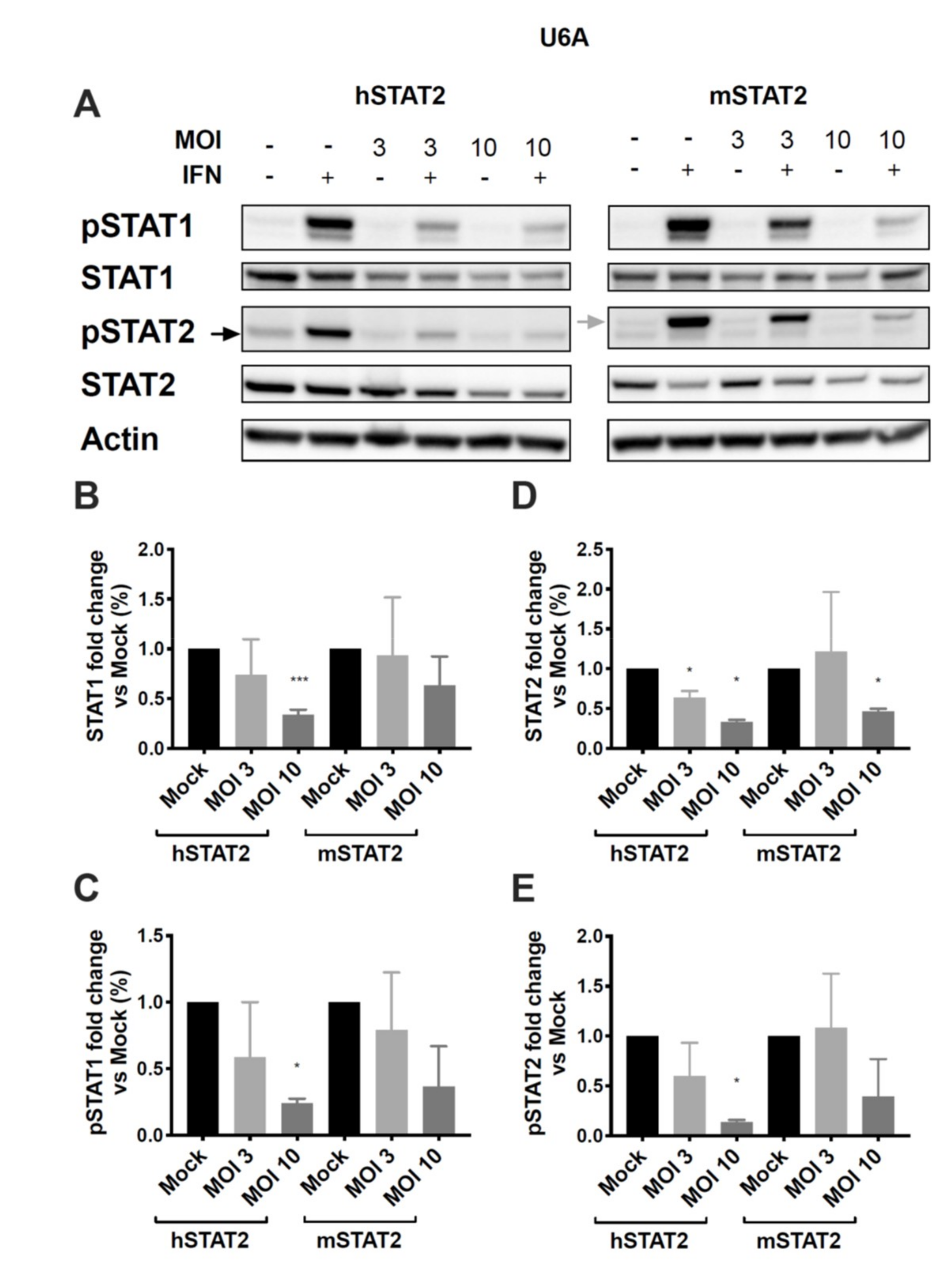 Viruses 12 00724 g006