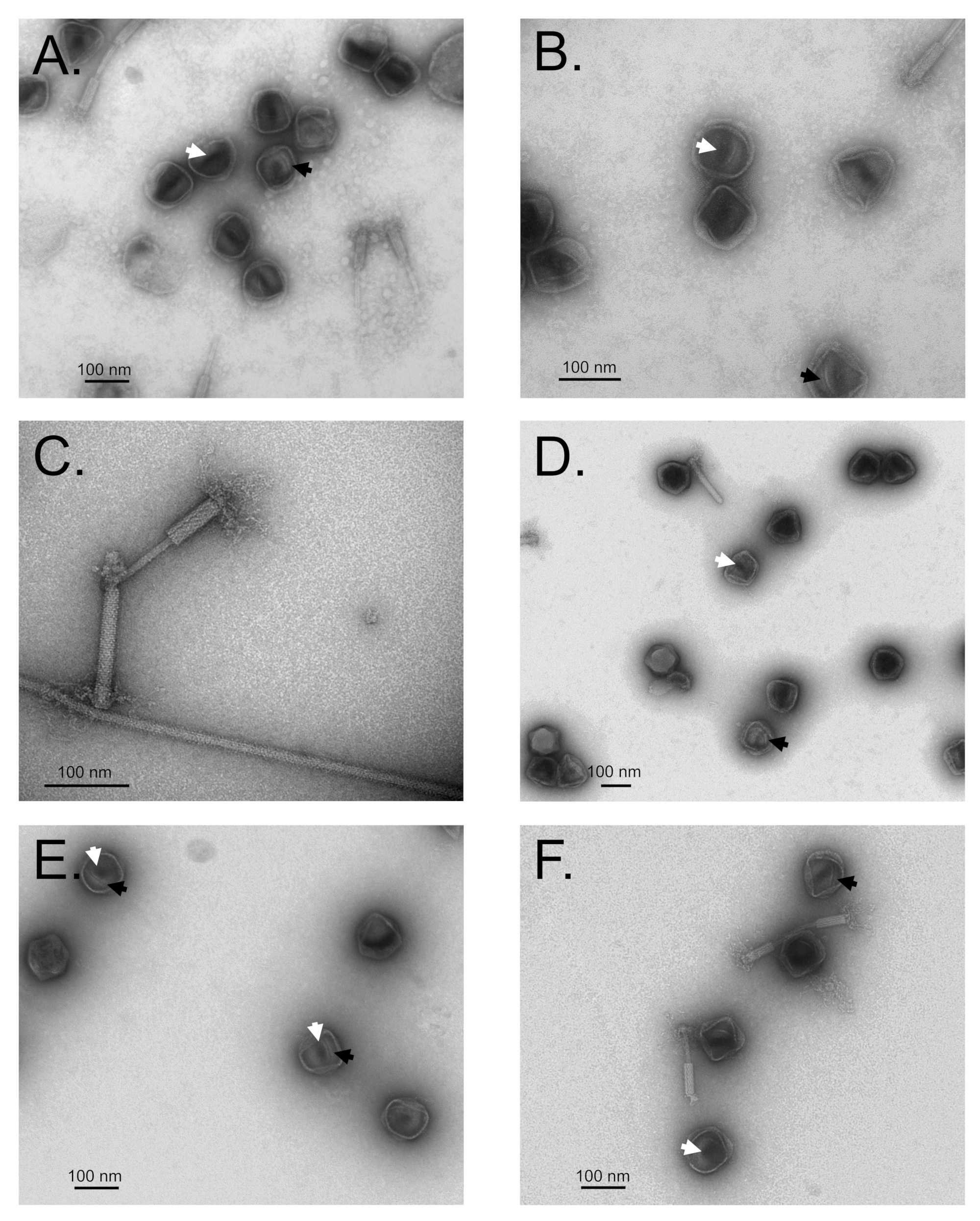 Viruses 12 00725 g003