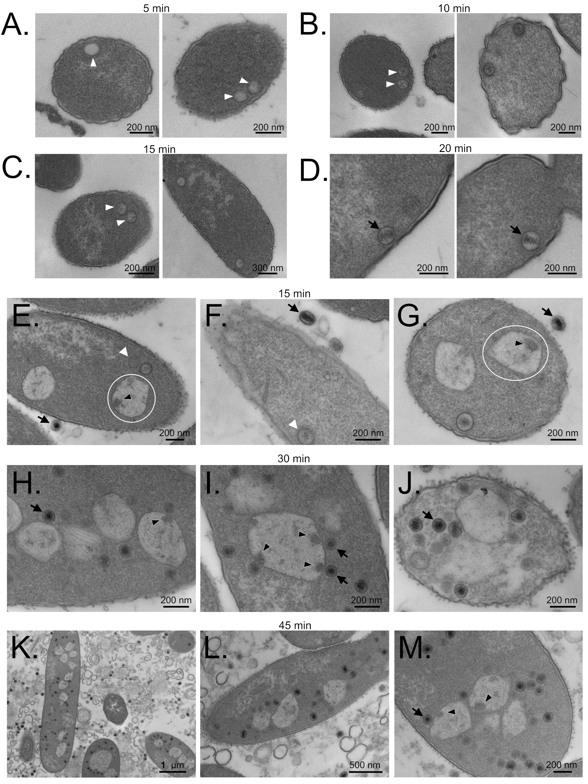 Viruses 12 00725 g005