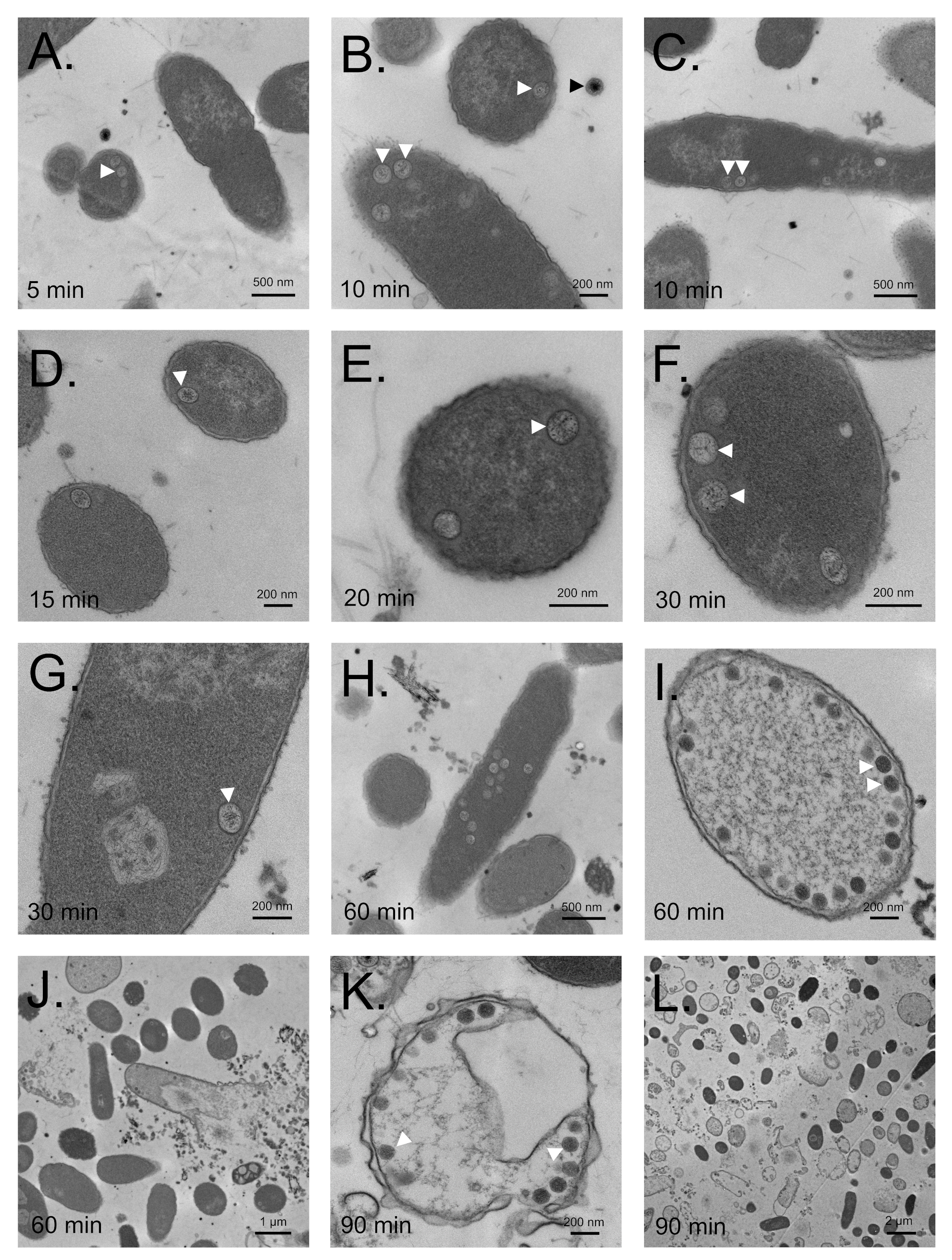 Viruses 12 00725 g006