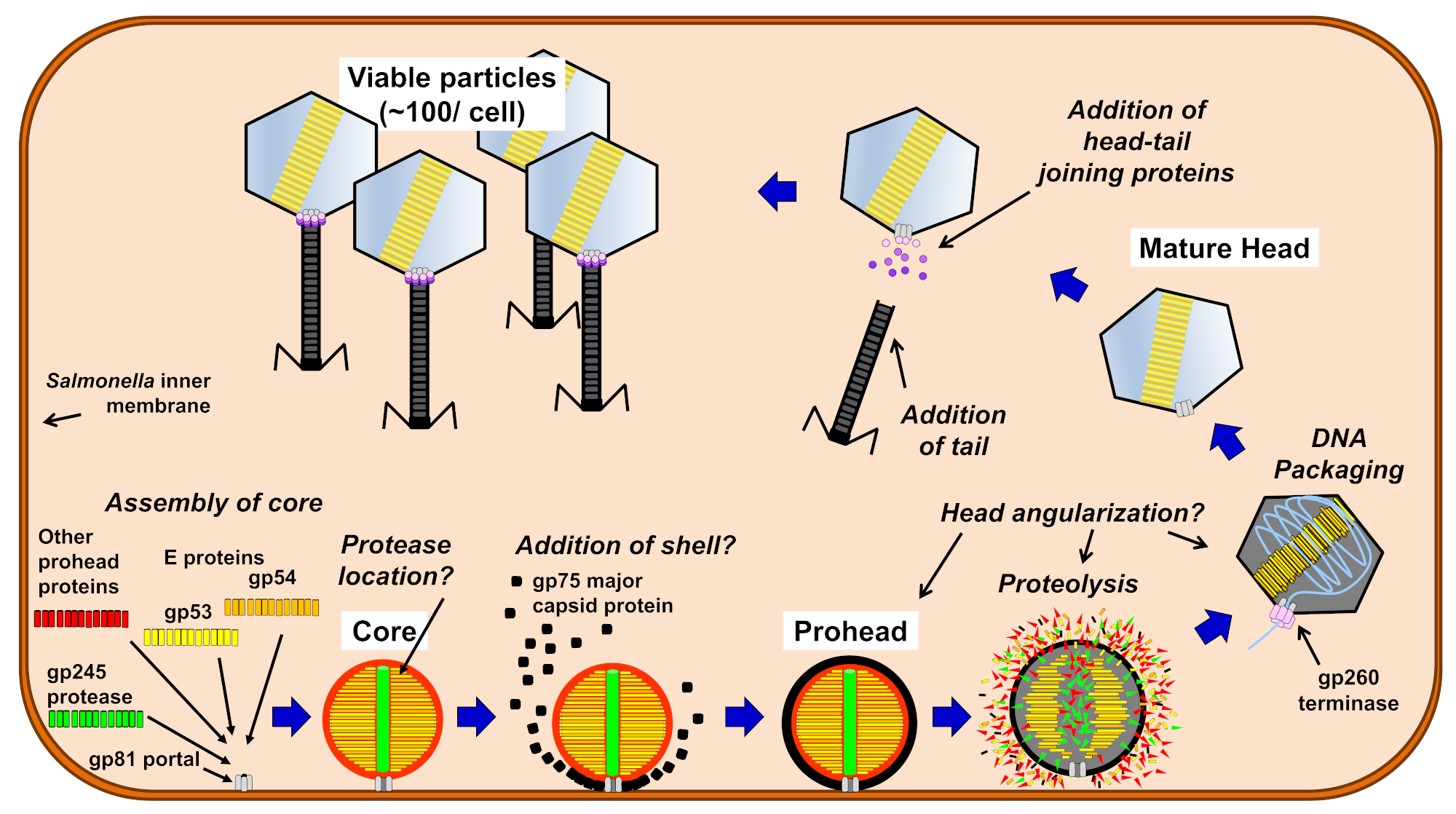 Viruses 12 00725 g008