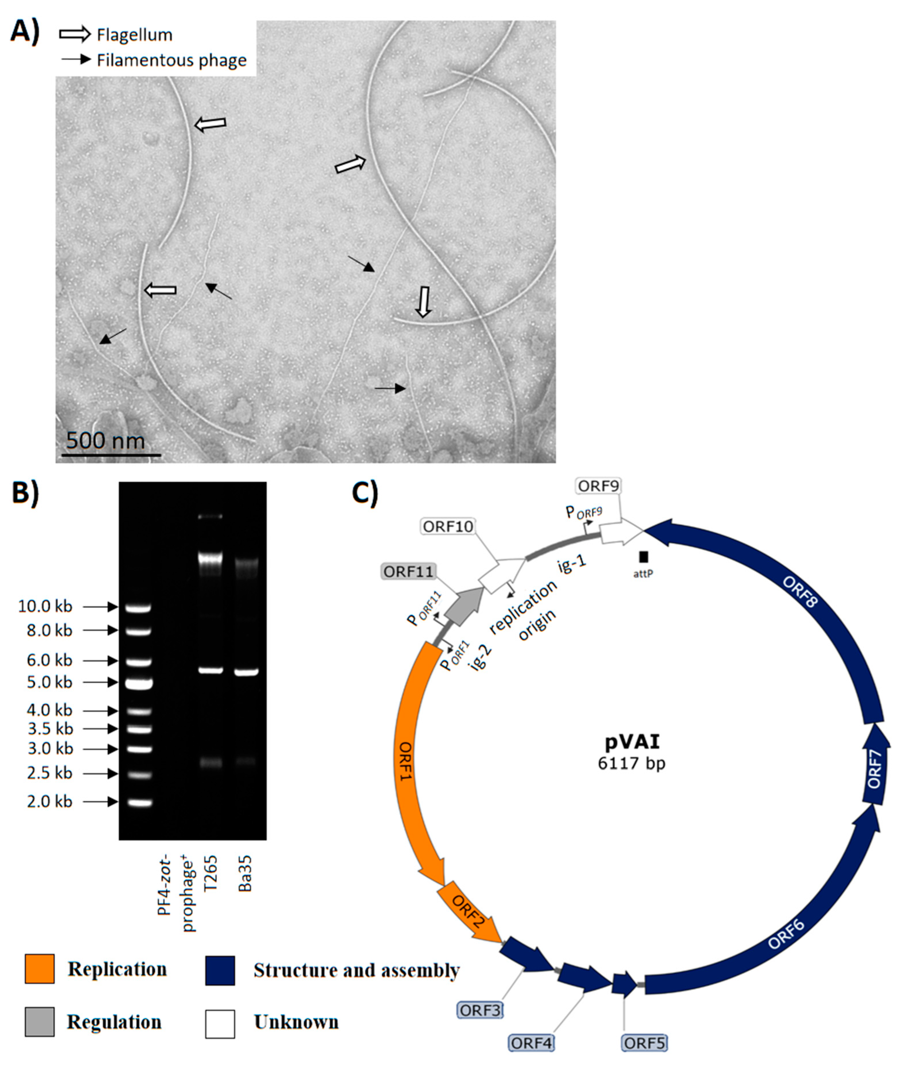 Viruses 12 00730 g001 Viruses 12 00730 g001