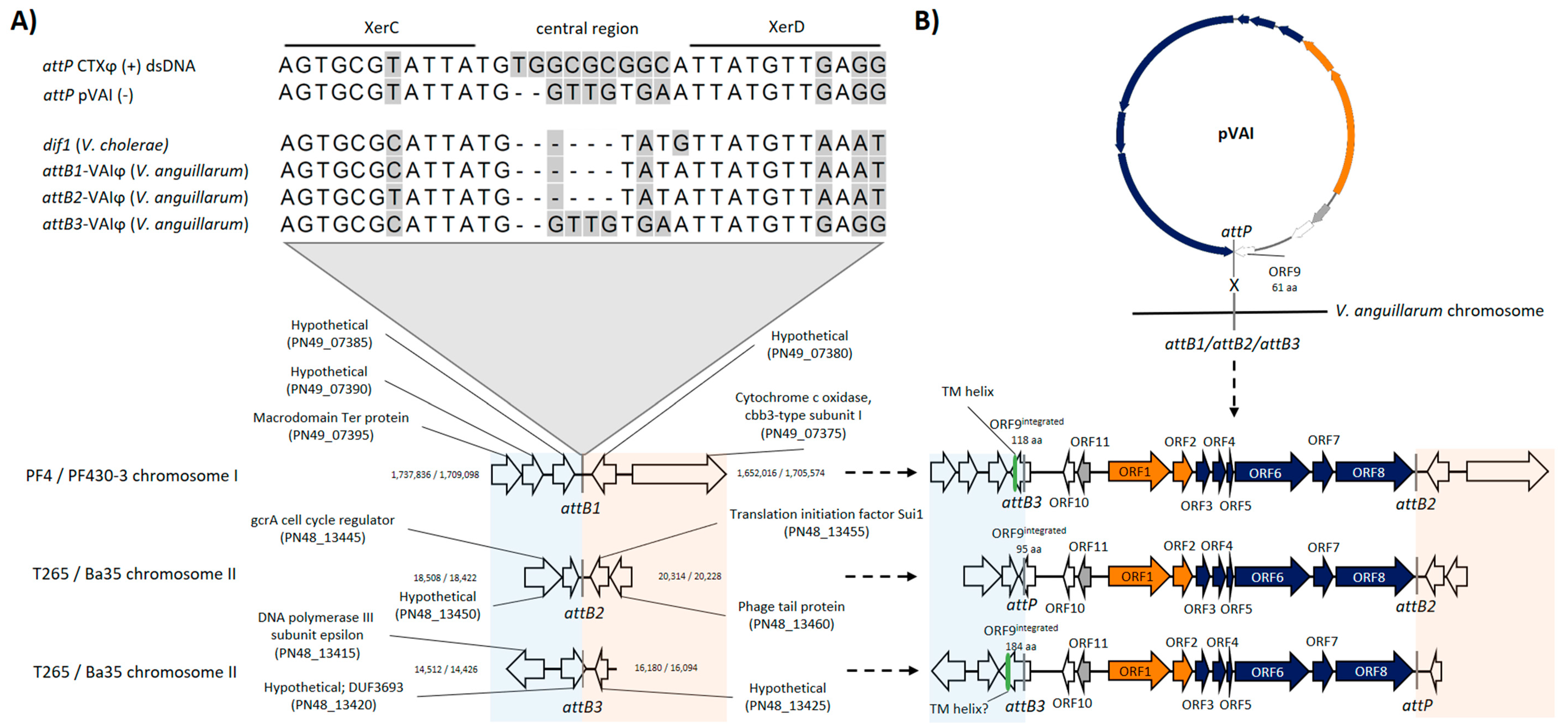 Viruses 12 00730 g004 Viruses 12 00730 g004