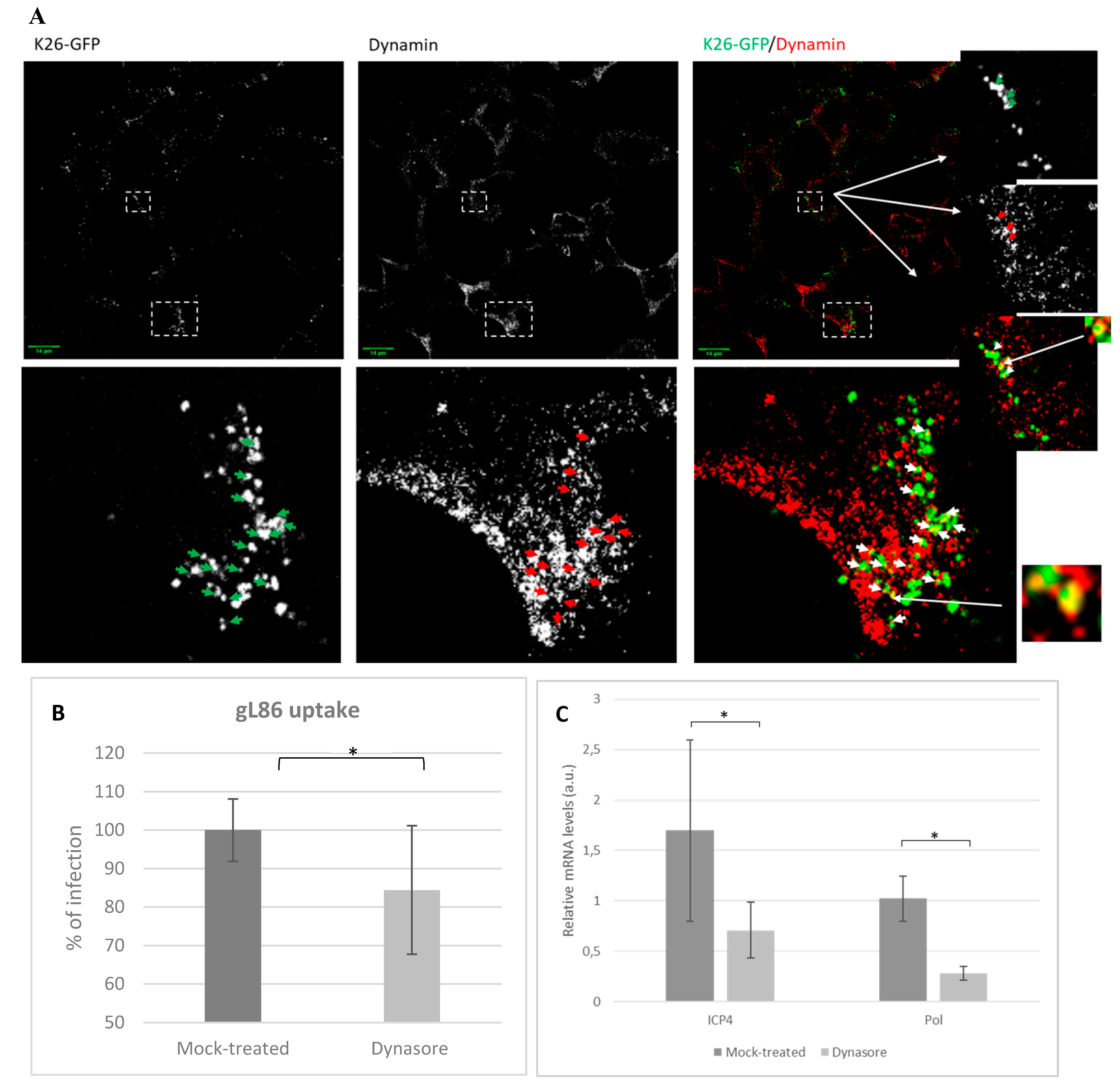 Viruses 12 00734 g004 Viruses 12 00734 g004