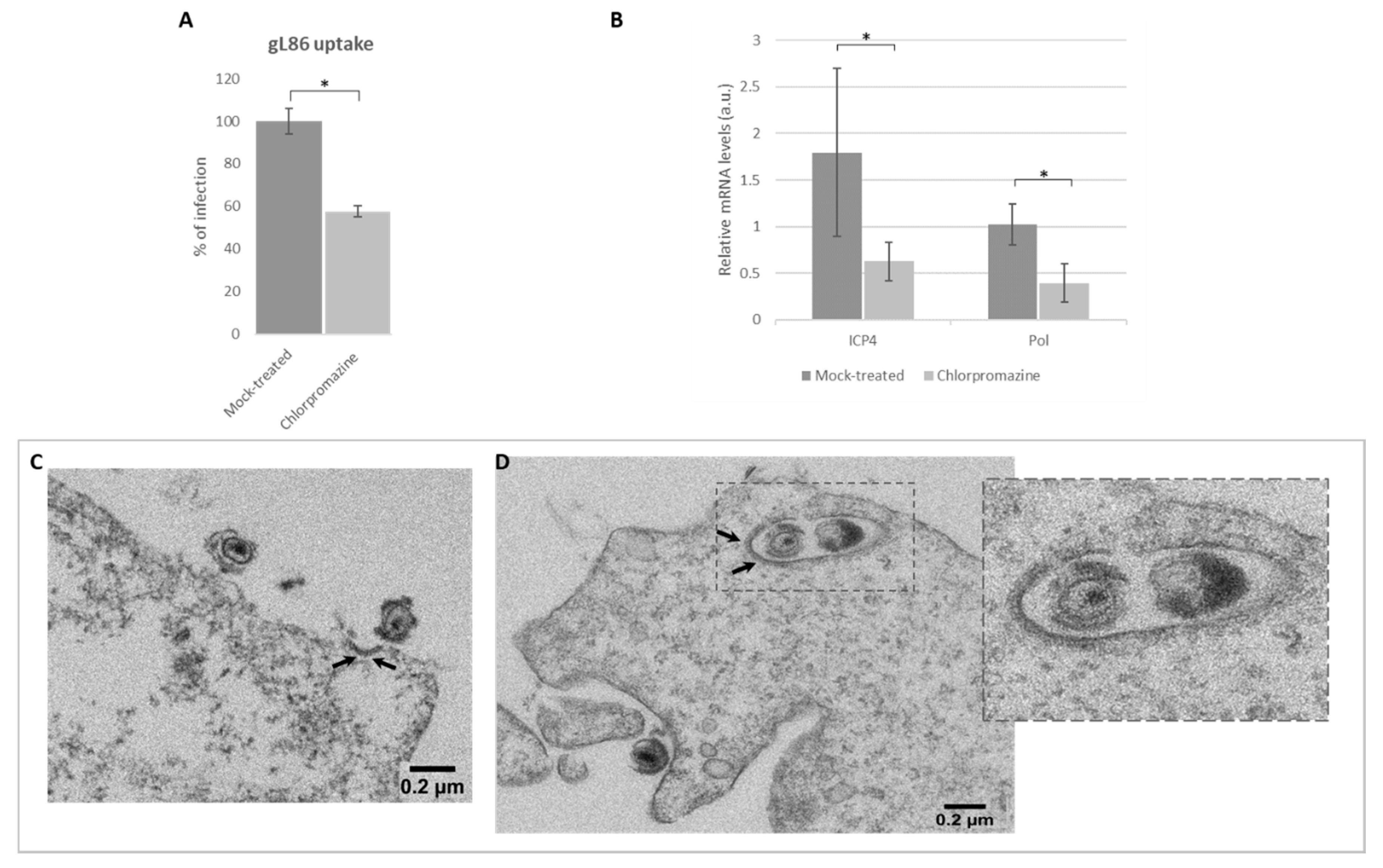 Viruses 12 00734 g005 Viruses 12 00734 g005
