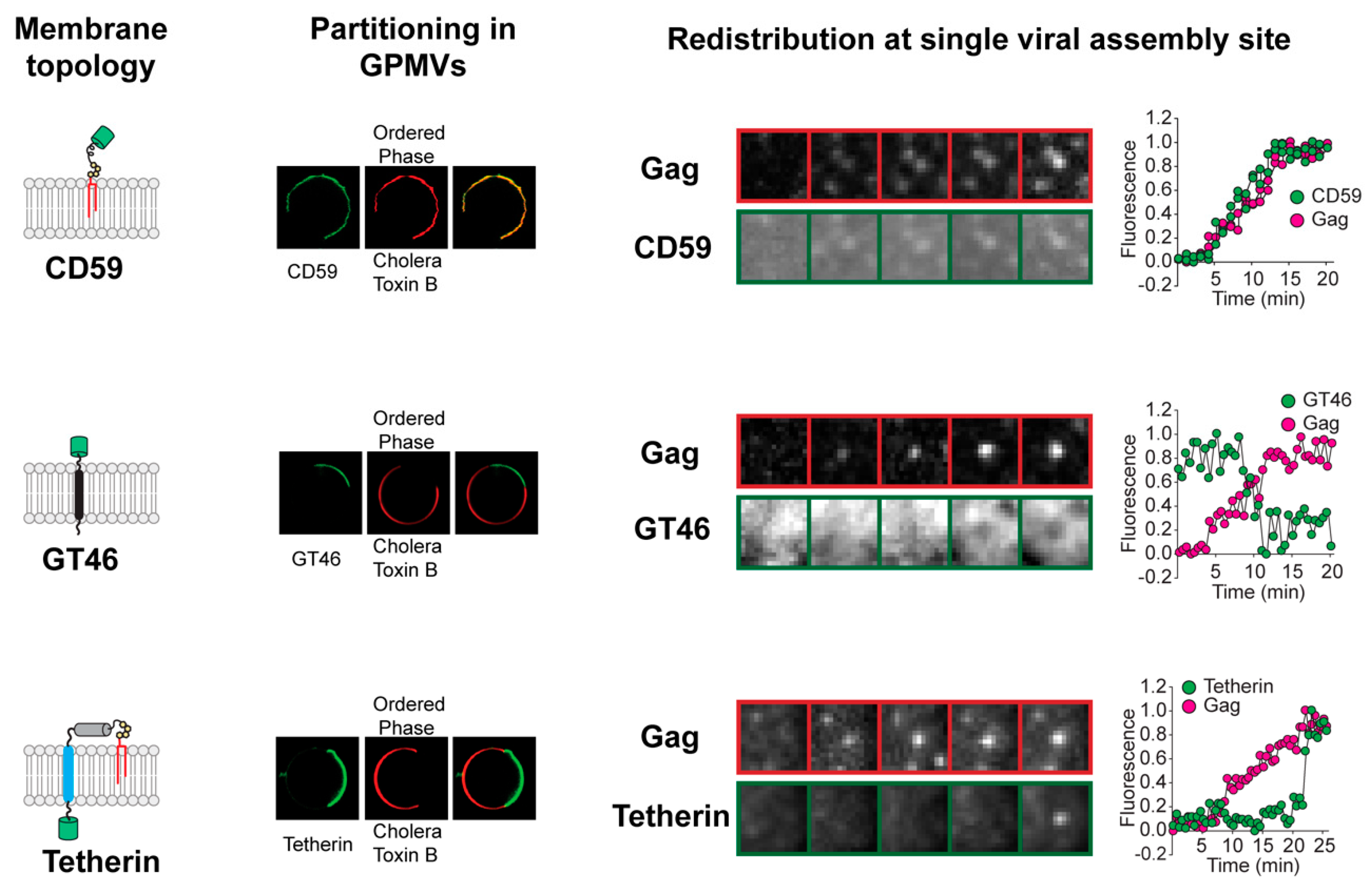 Viruses 12 00745 g001 Viruses 12 00745 g001