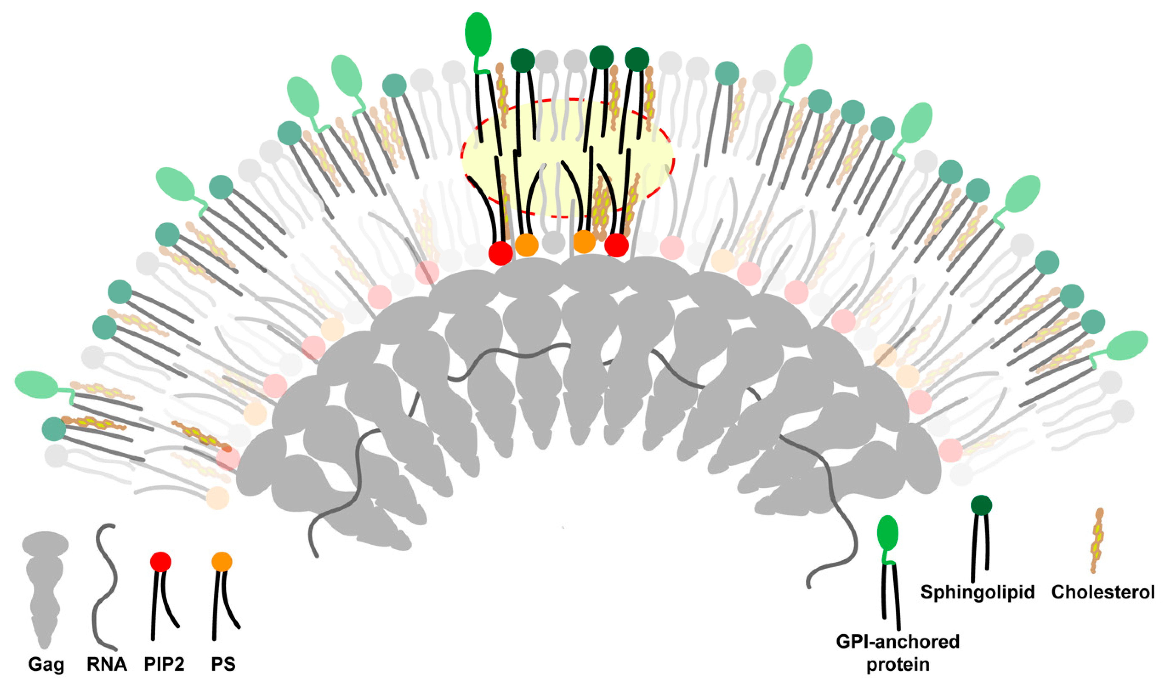 Viruses 12 00745 g003 Viruses 12 00745 g003