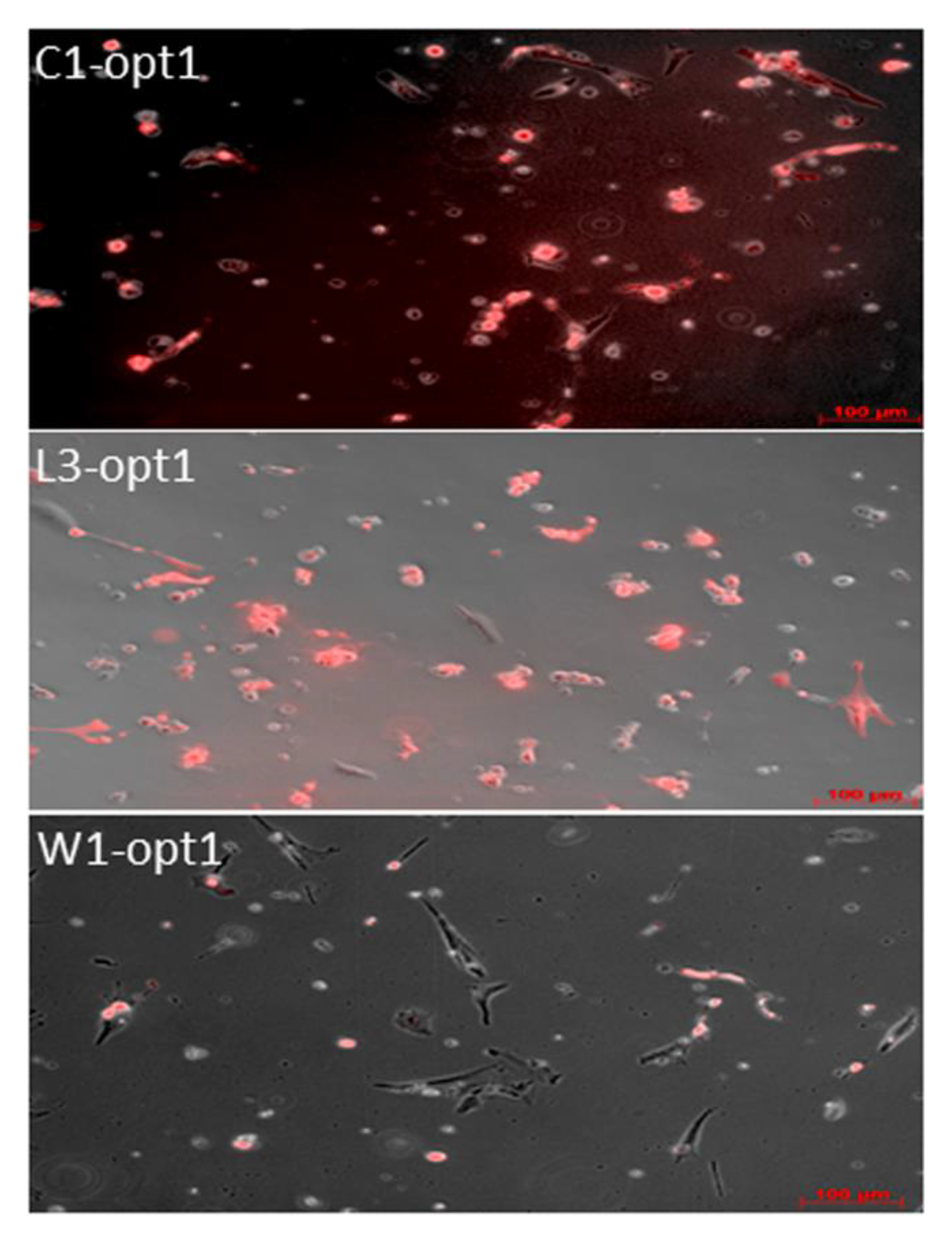 Viruses 12 00750 g006 Viruses 12 00750 g006