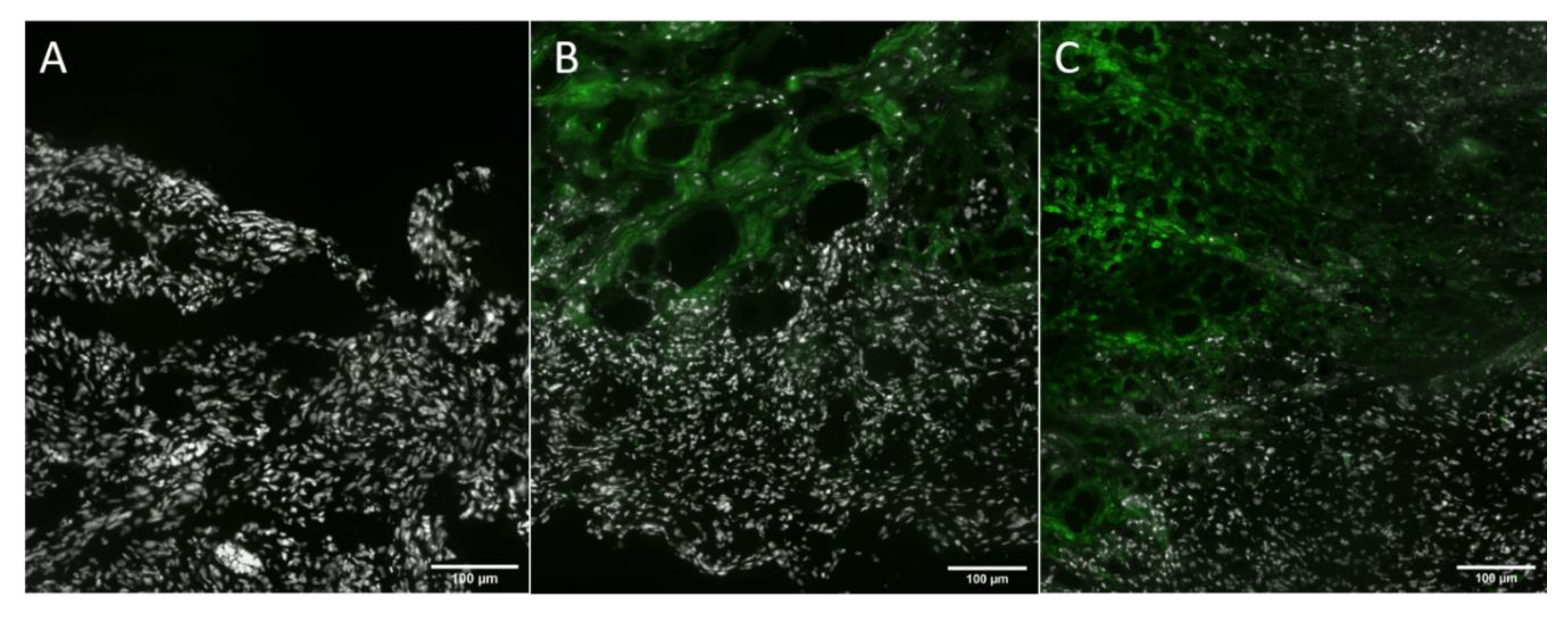 Viruses 12 00750 g009 Viruses 12 00750 g009