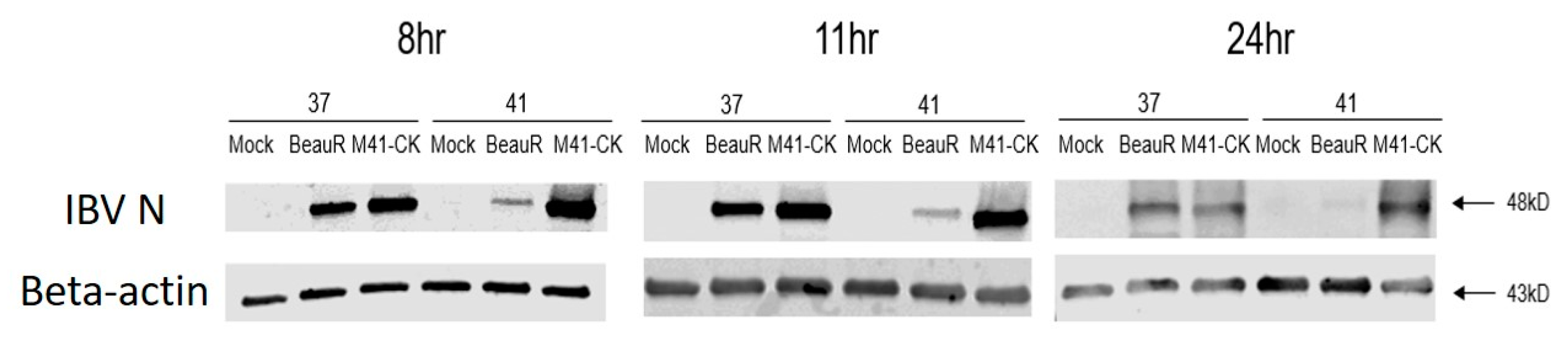 Viruses 12 00754 g008 Viruses 12 00754 g008