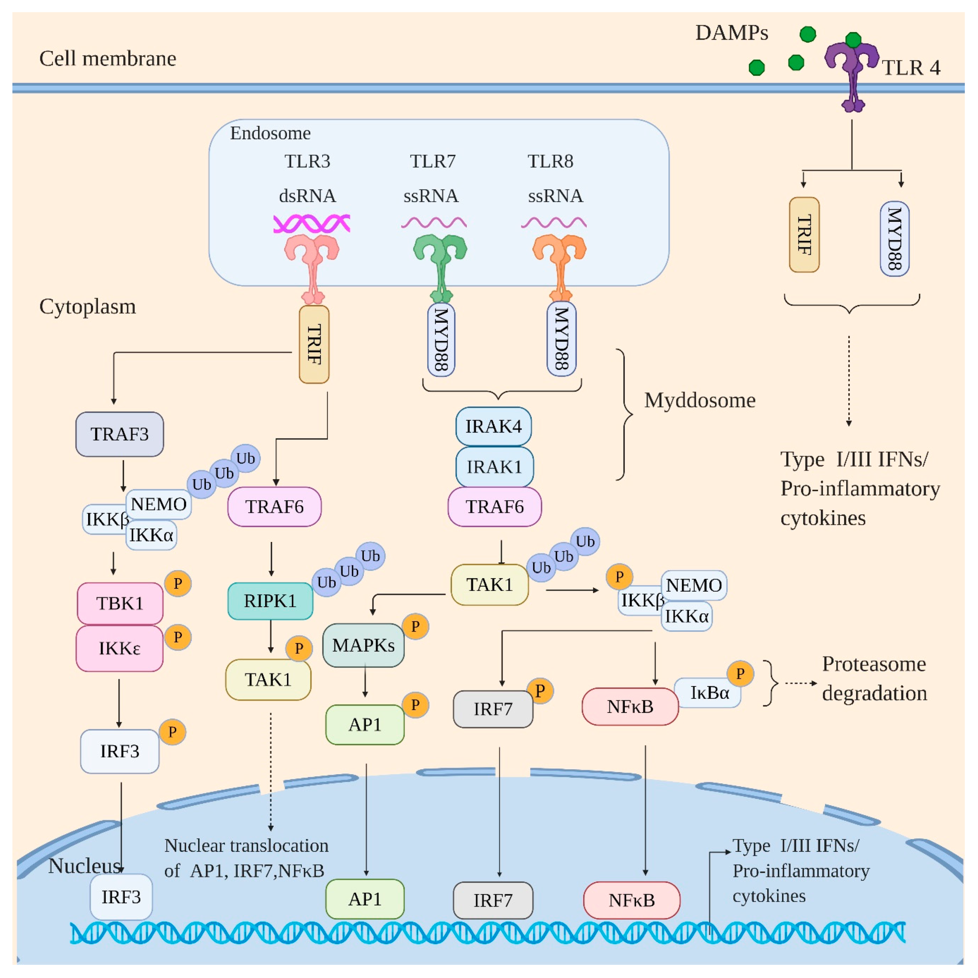 Viruses Free Full Text Innate Immune Sensing Of Influenza A Virus Html