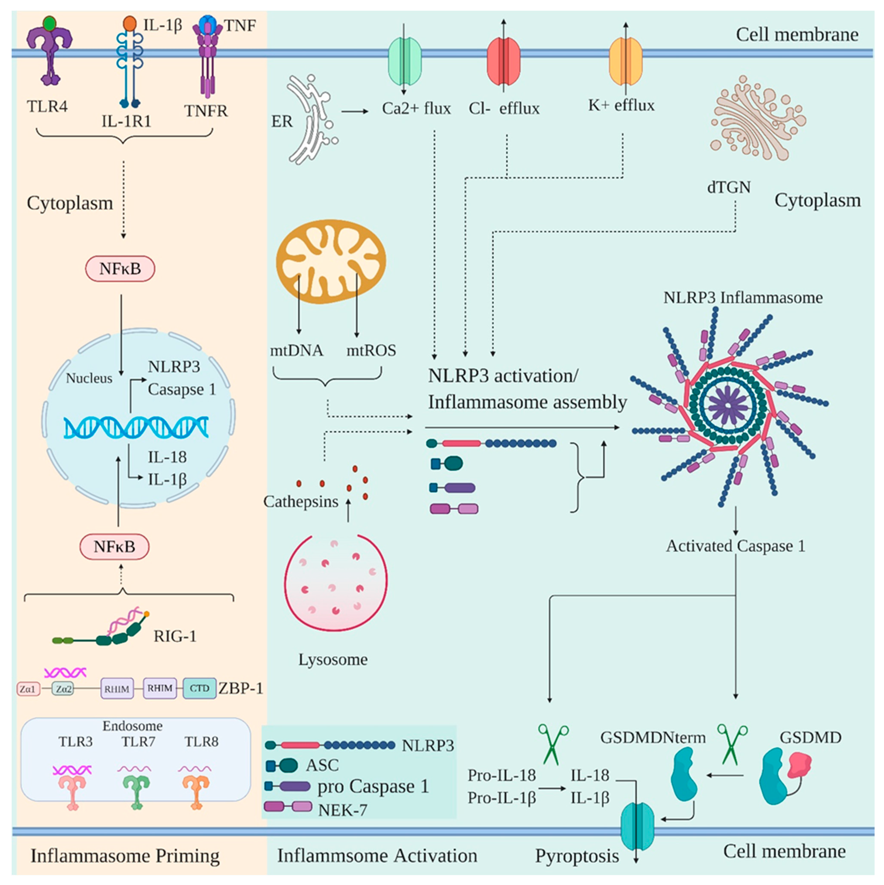 Viruses 12 00755 g004 Viruses 12 00755 g004