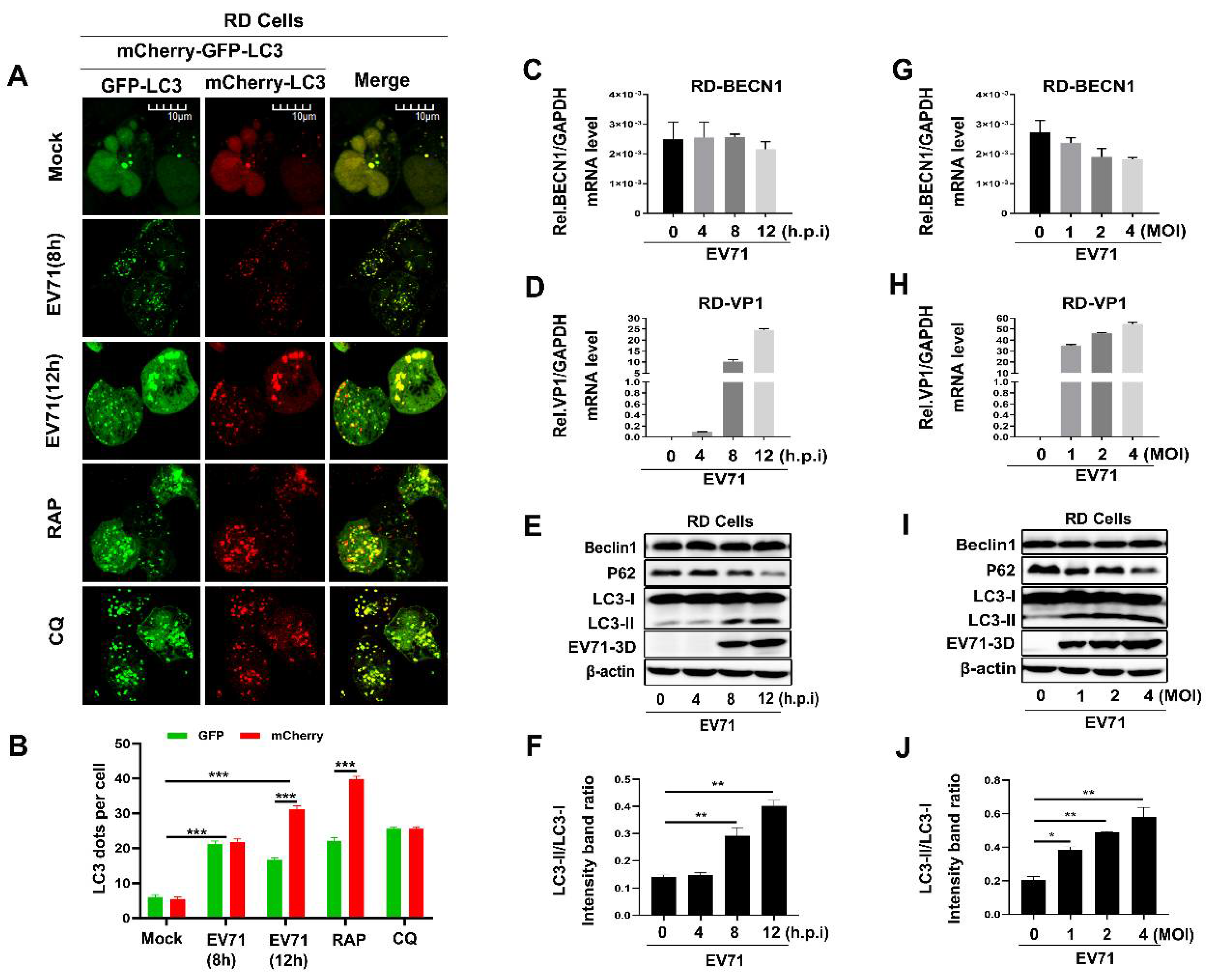 Viruses 12 00756 g001