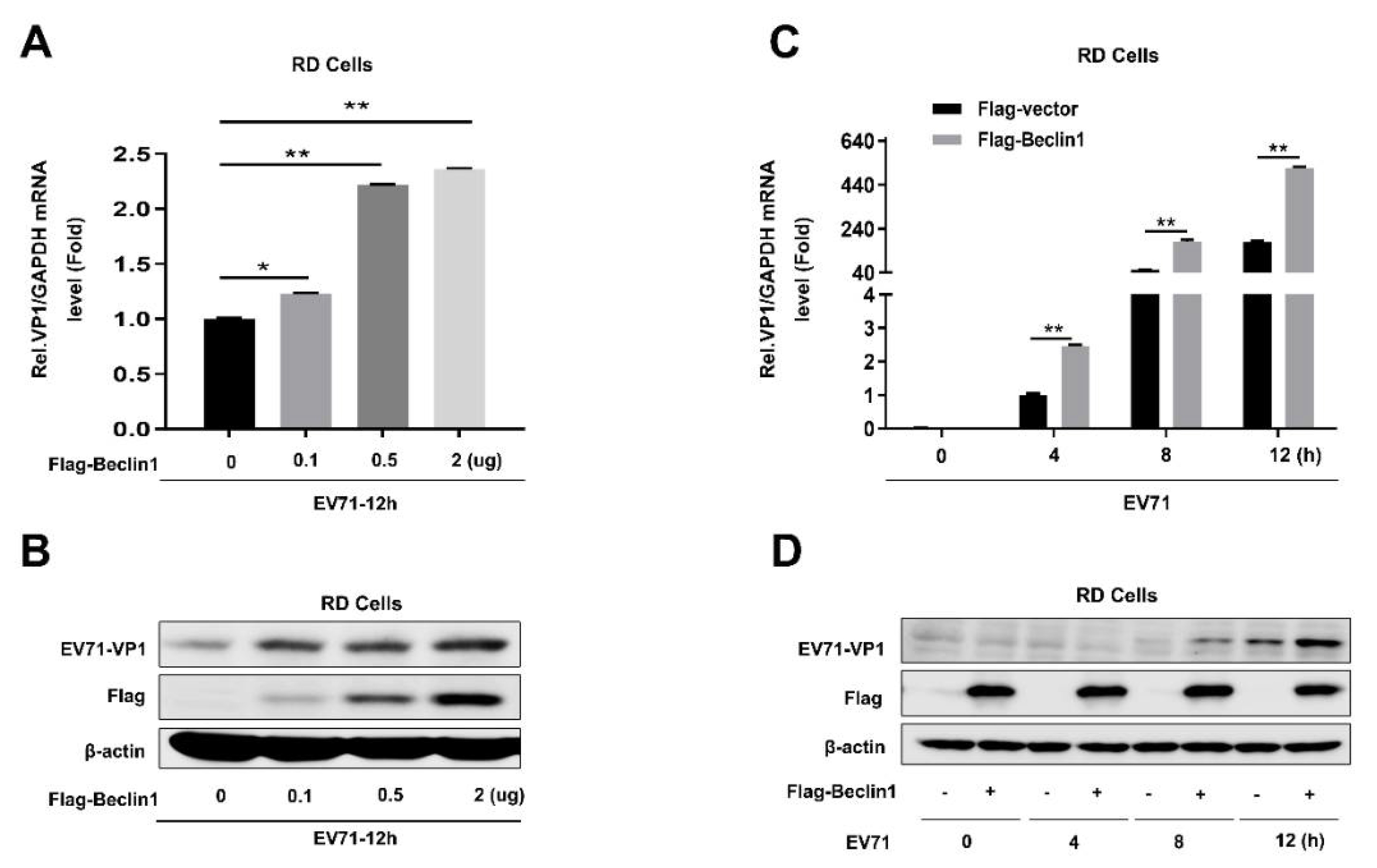 Viruses 12 00756 g002