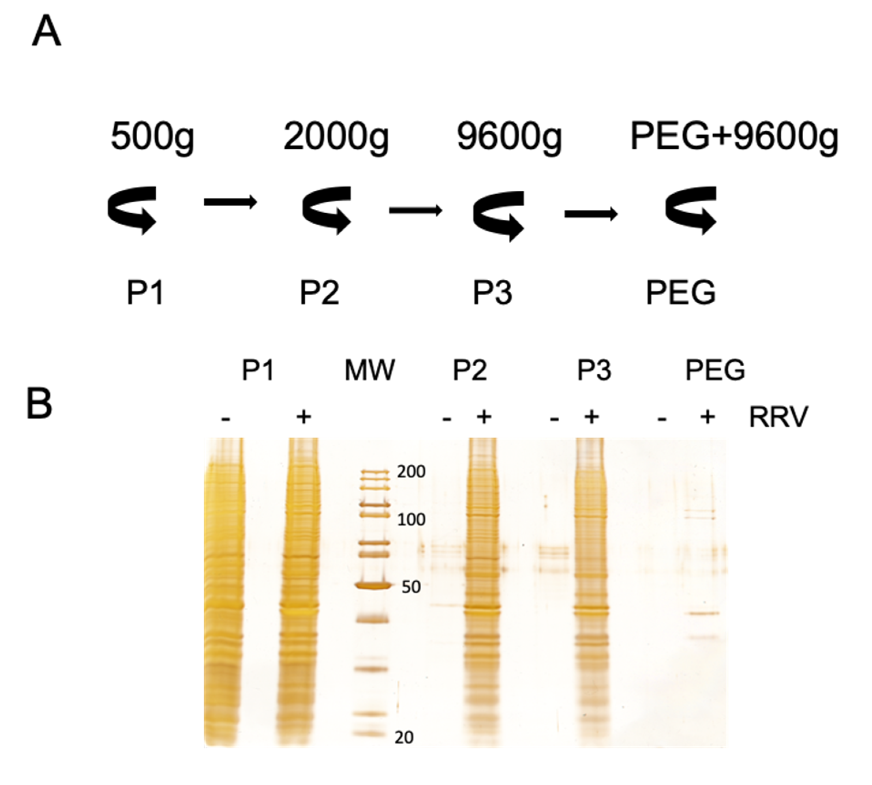 Viruses 12 00763 g002a Viruses 12 00763 g002a