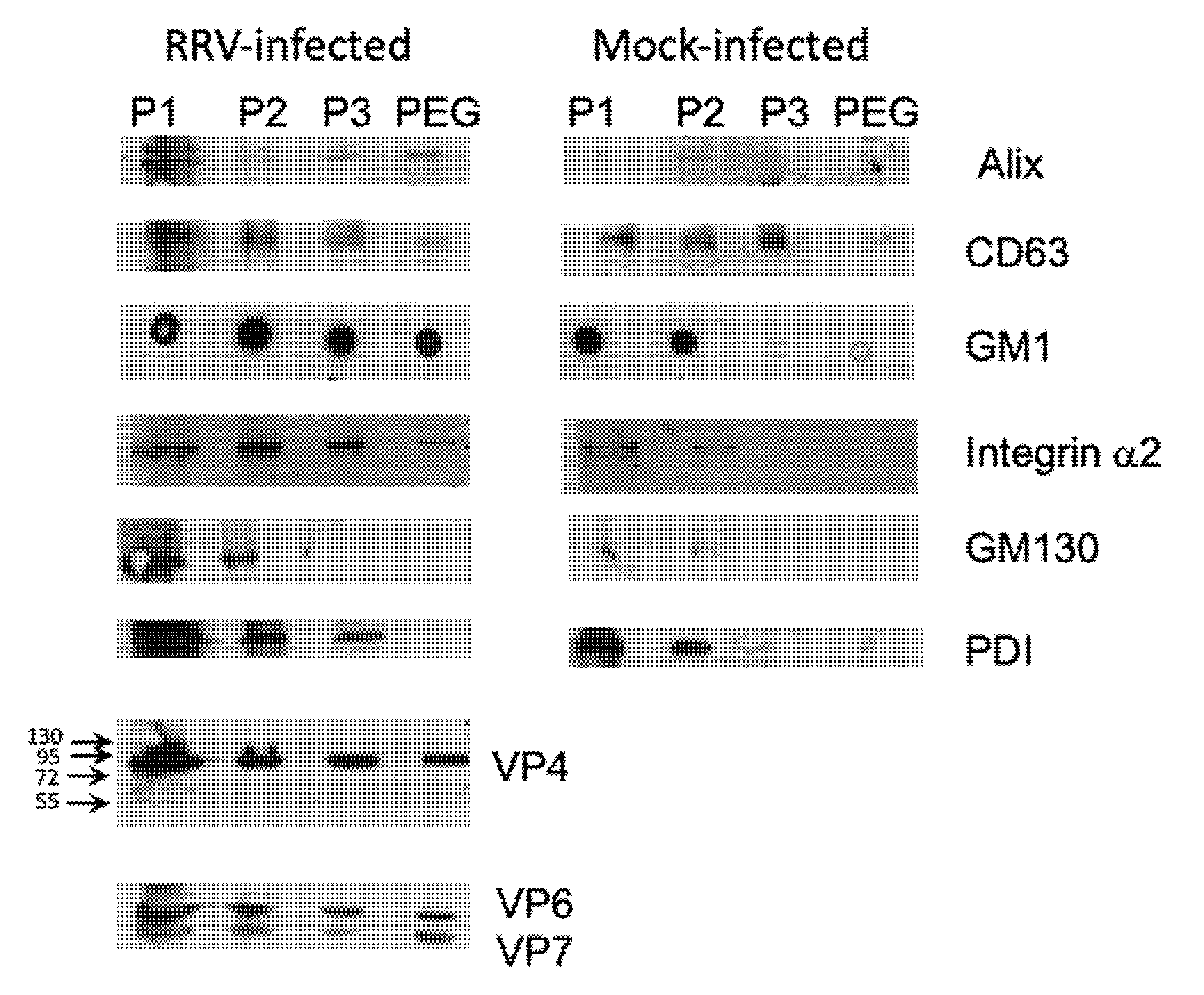 Viruses 12 00763 g004 Viruses 12 00763 g004