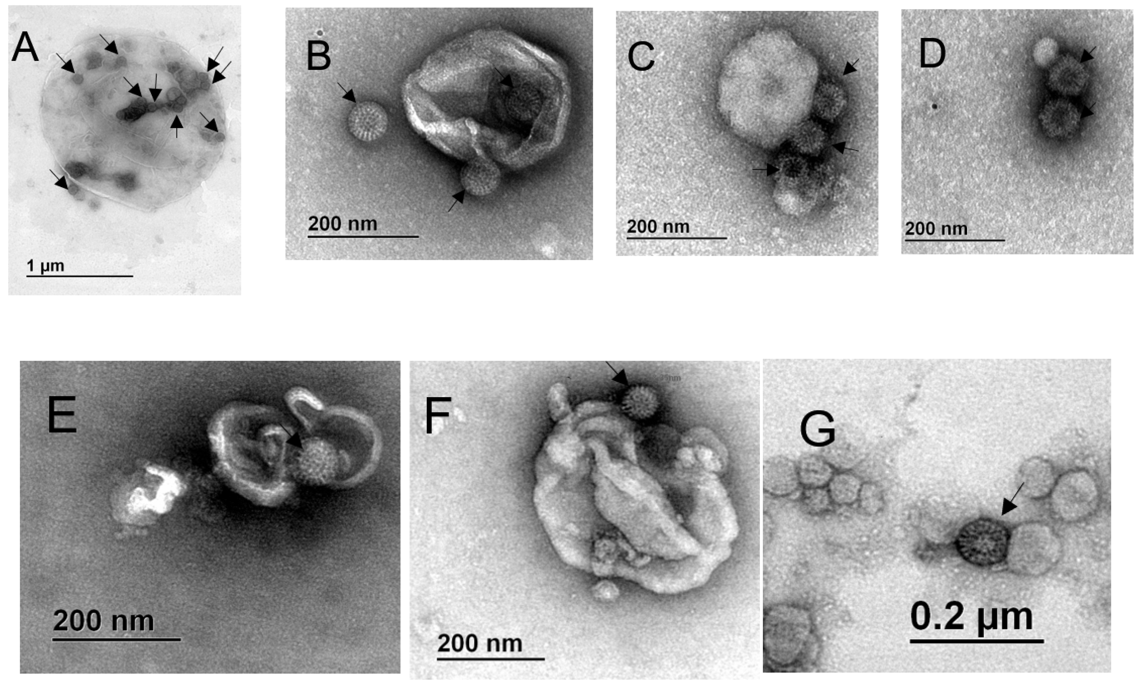Viruses 12 00763 g005 Viruses 12 00763 g005