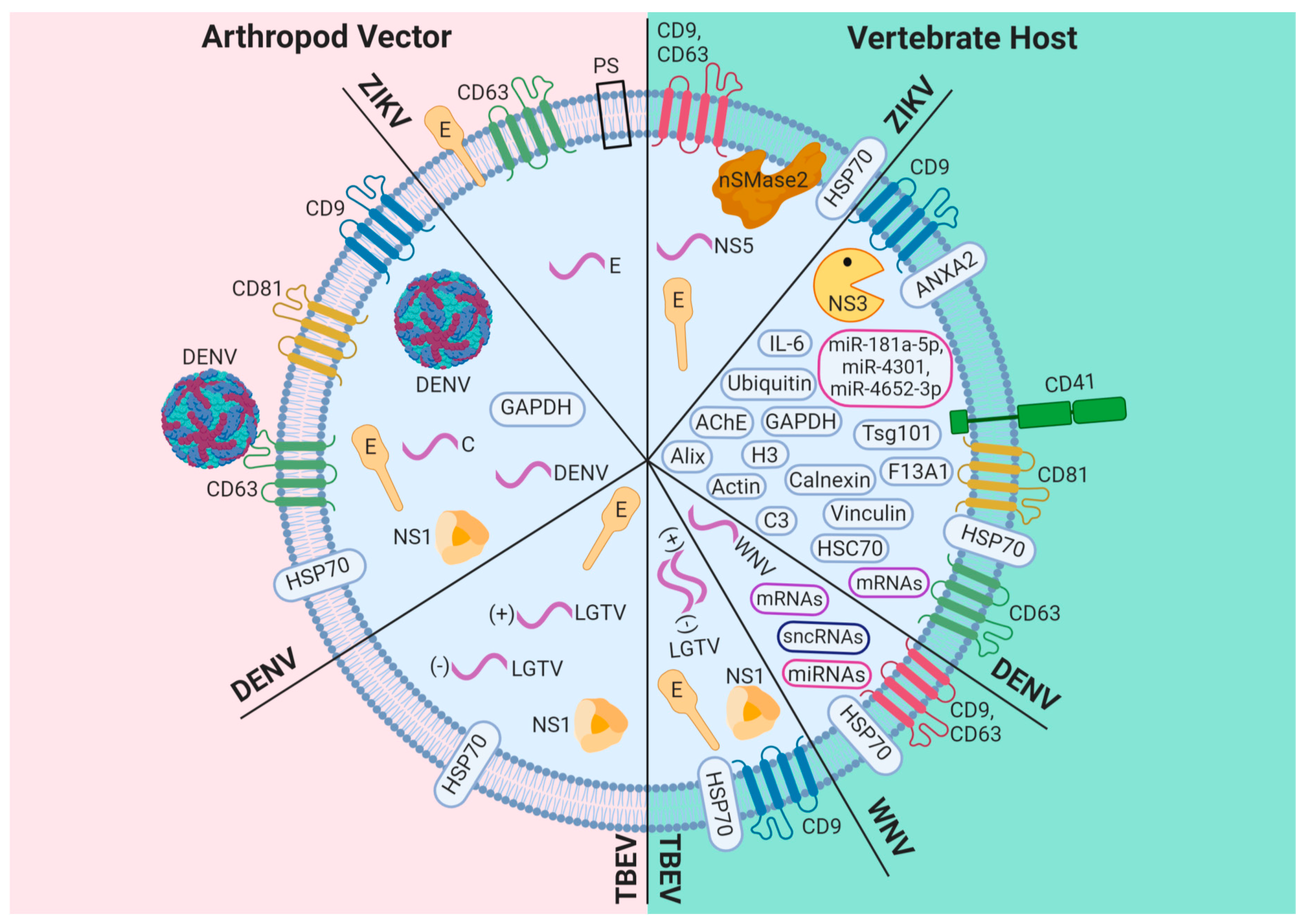 Viruses 12 00765 g001