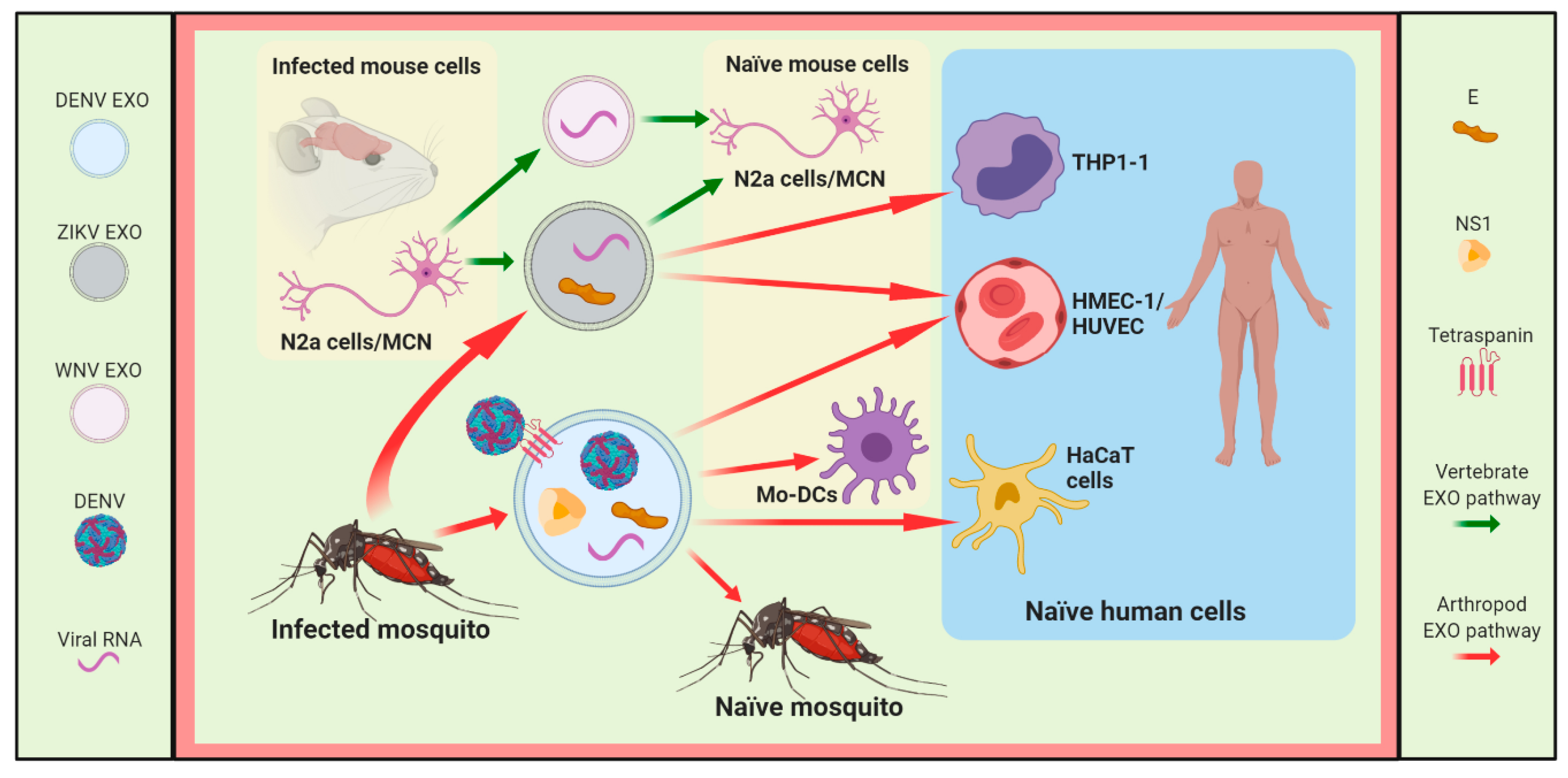 Viruses 12 00765 g002
