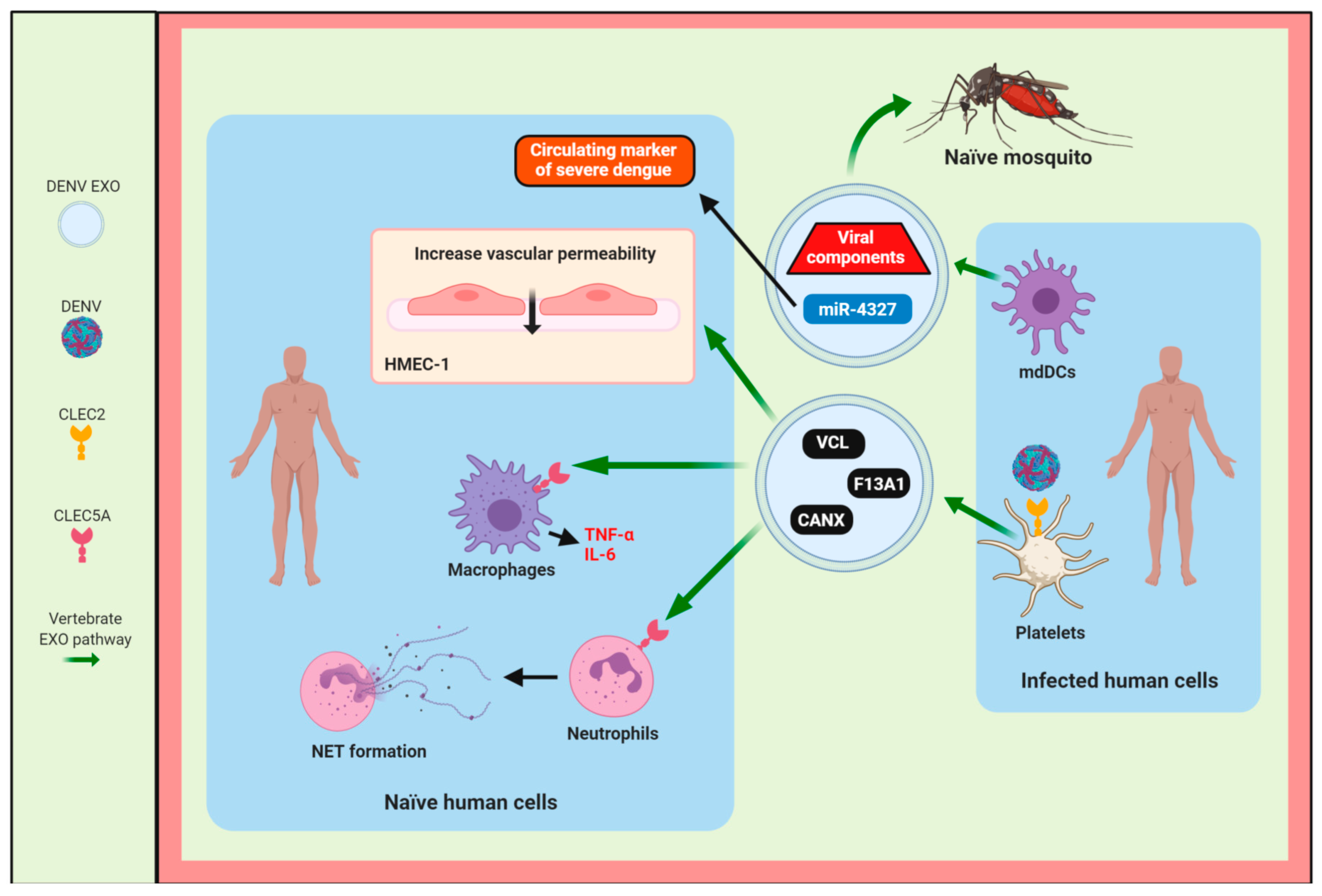 Viruses 12 00765 g004