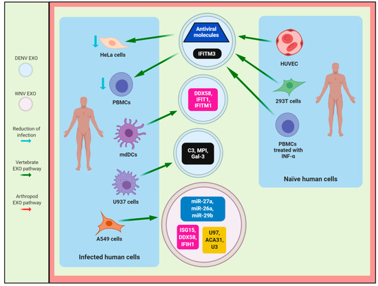 Virus 12 00765 g005 550