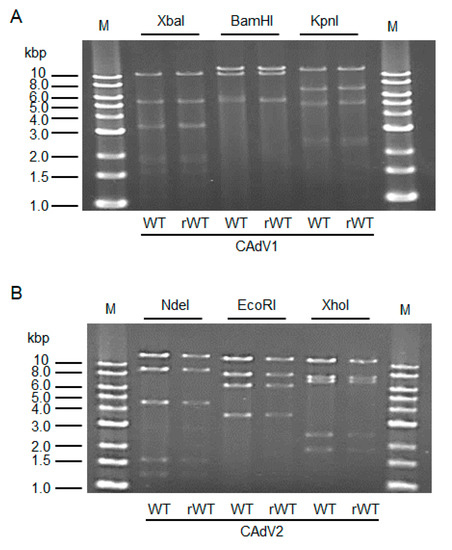 Viruses 12 00767 g002 550