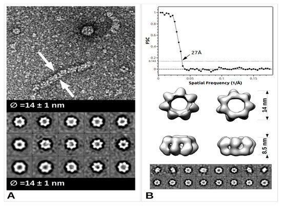 Viruses 12 00772 g003 550