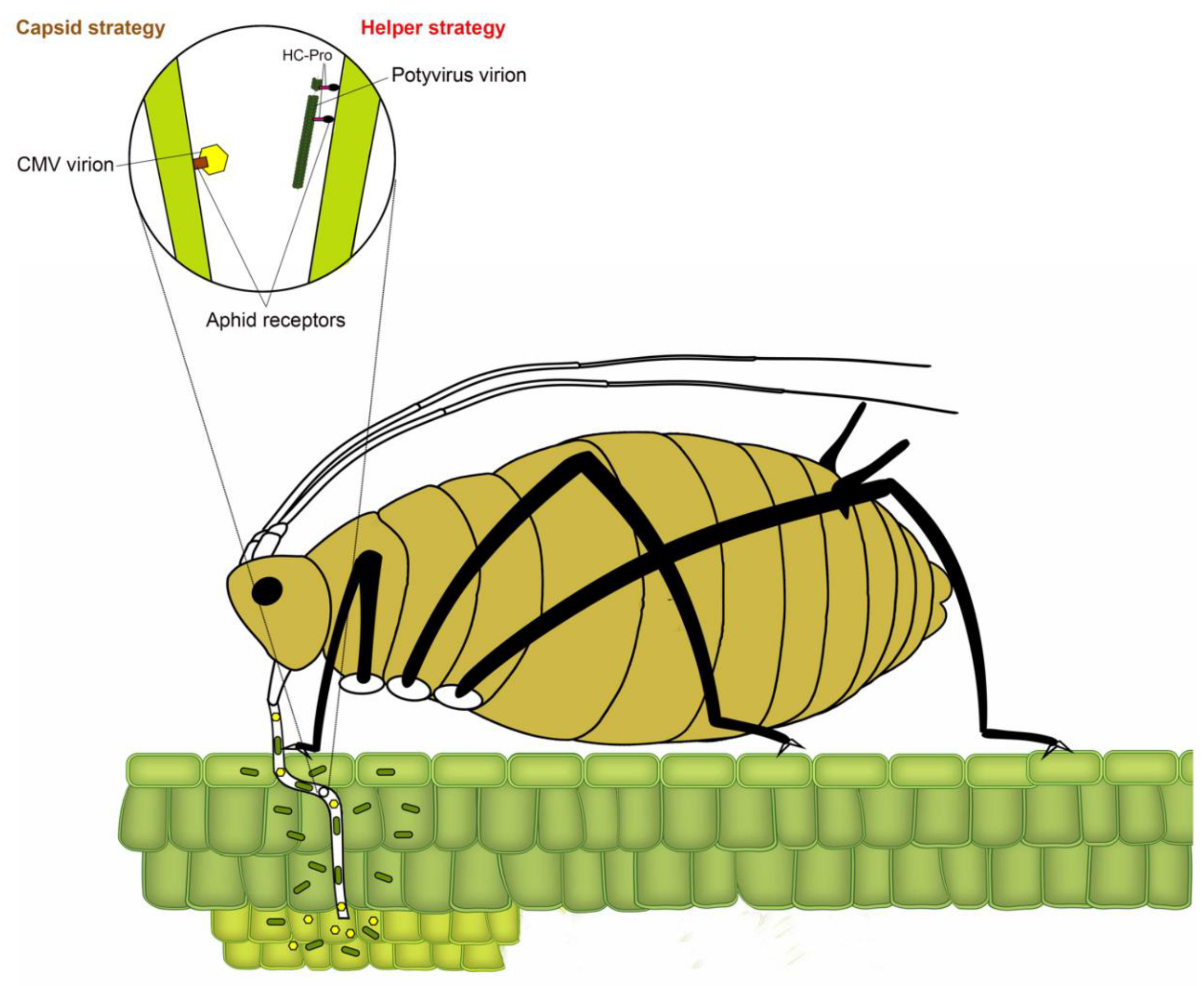 Viruses Free FullText Aphid Transmission of Potyvirus The Largest